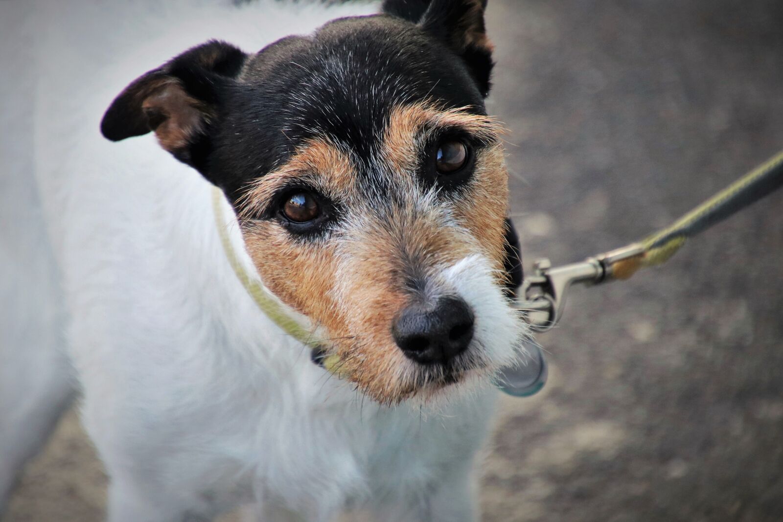 Canon EOS 80D sample photo. Dog, on a leash photography