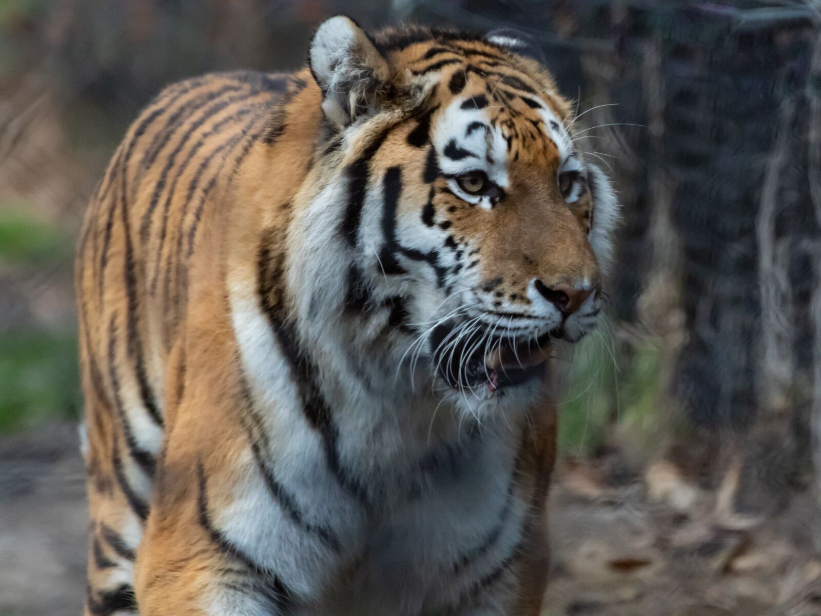 Canon EOS 7D Mark II sample photo. Amur tiger, tiger, predator photography
