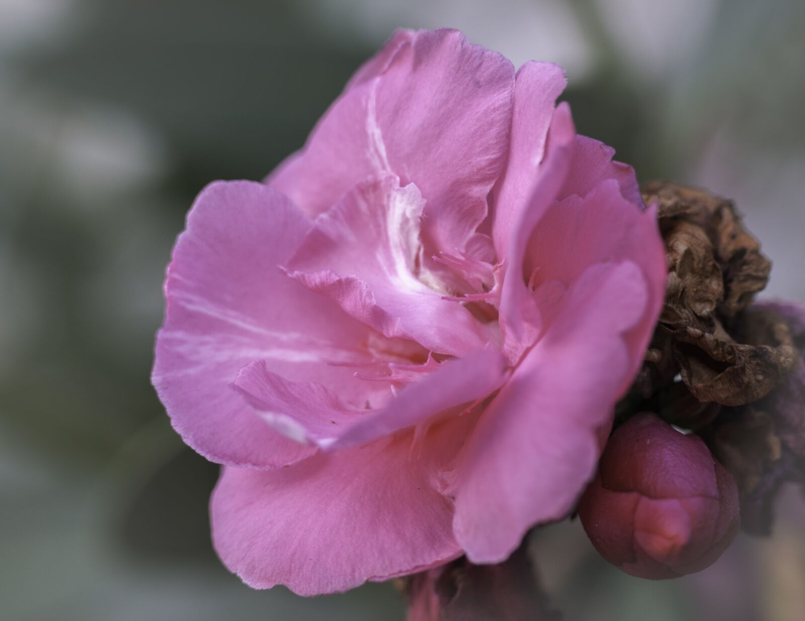 Nikon D300 sample photo. Rosa, flower, flowers photography