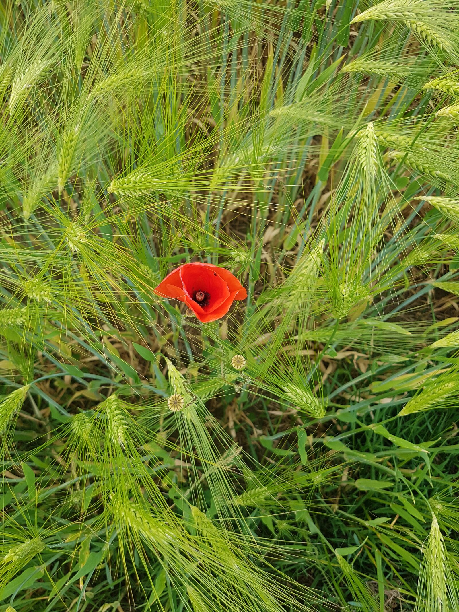 Samsung Galaxy S7 Edge sample photo. Poppy, klatschmohn, barley photography