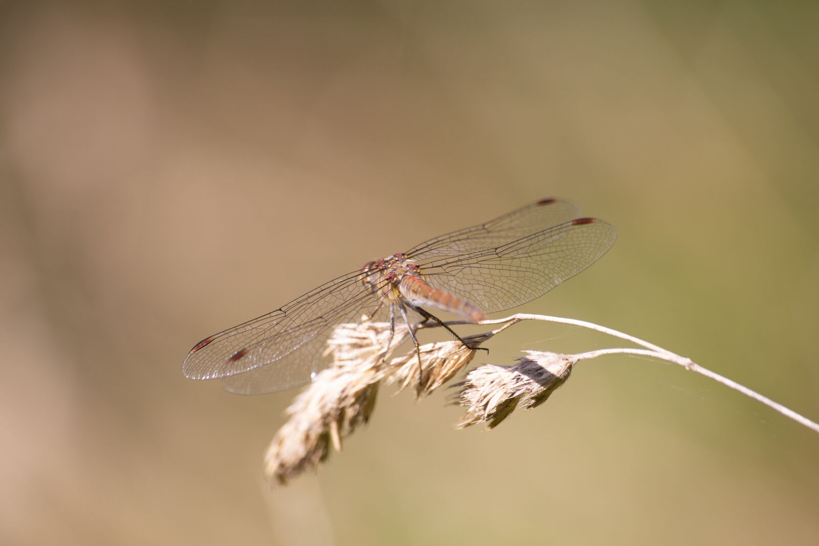 Canon EOS 6D sample photo. Dragonfly, insect, nature photography