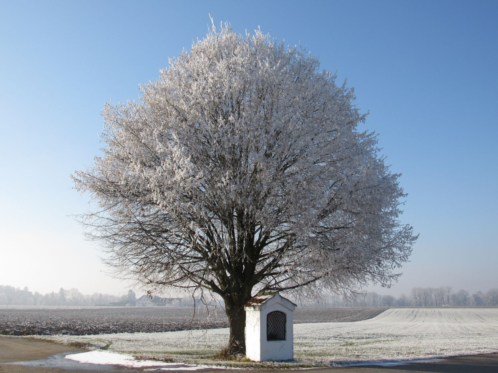 Canon PowerShot SX530 HS sample photo. Tree, frost, hoarfrost photography