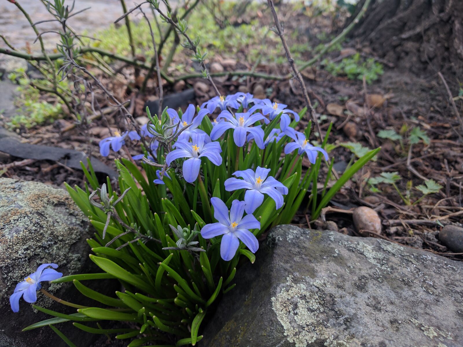 LG Nexus 5X sample photo. Nature, flower, plant photography
