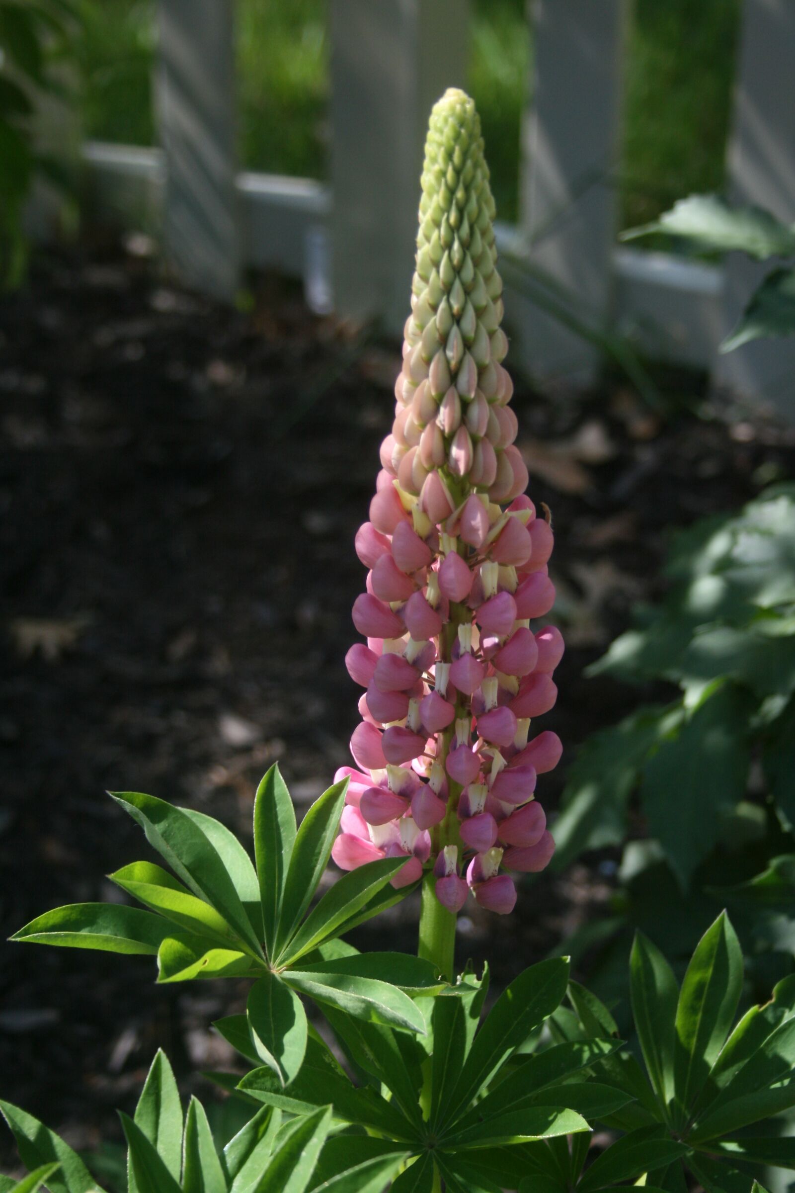 Canon EOS 400D (EOS Digital Rebel XTi / EOS Kiss Digital X) sample photo. Lupine, nature, flower photography