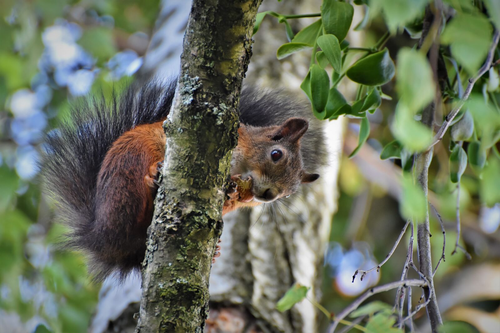 Nikon D7200 sample photo. Squirrel, verifiable kitten, rodent photography