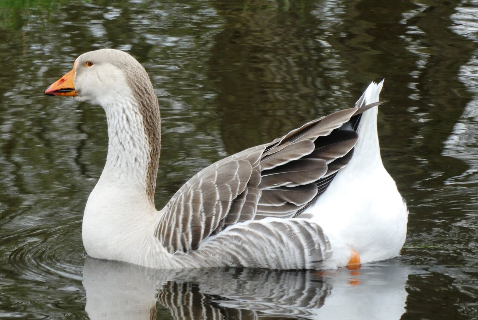 Panasonic Lumix DC-ZS70 (Lumix DC-TZ90) sample photo. Goose, swimming, ditch photography