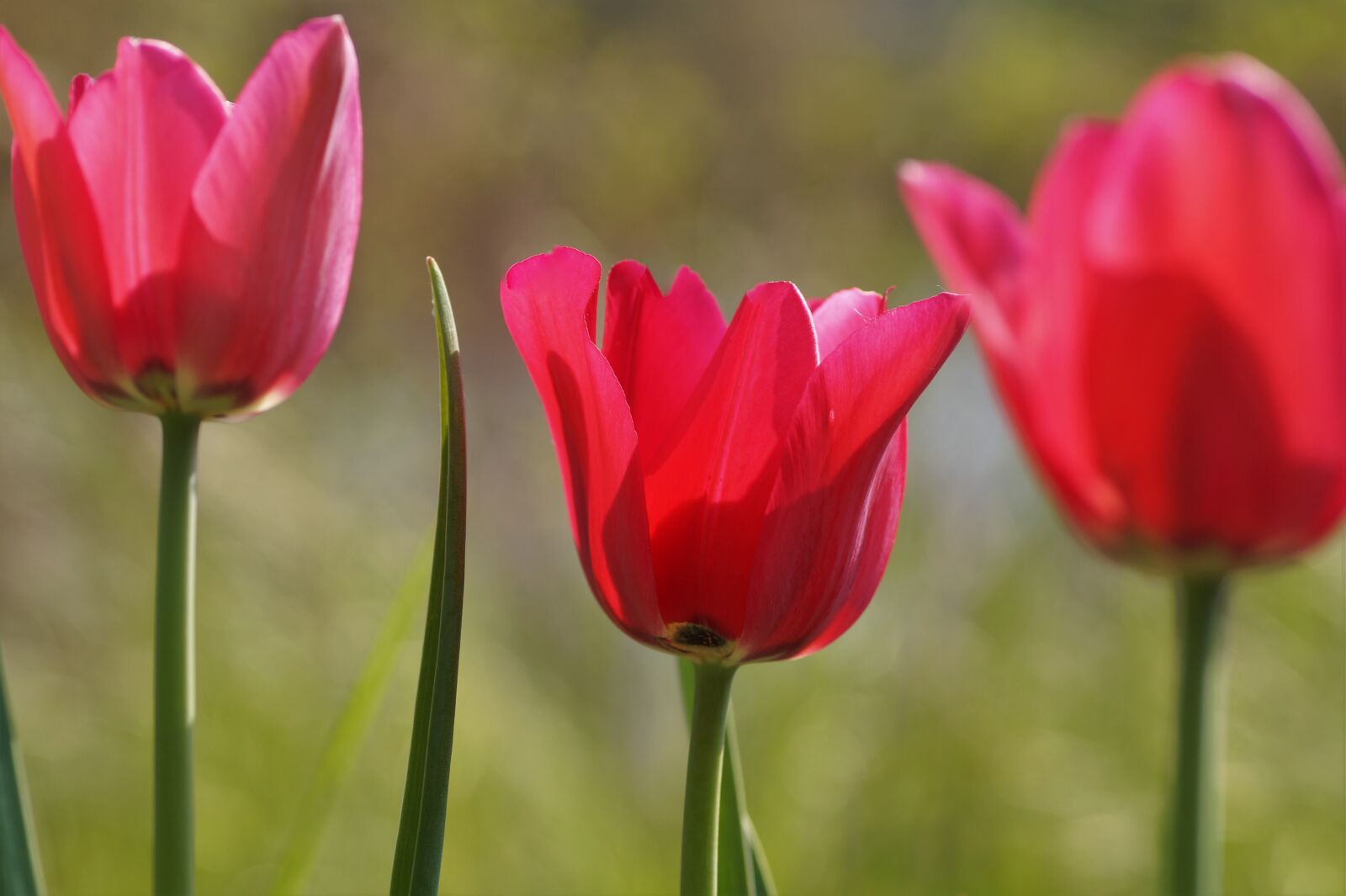 Sony SLT-A58 sample photo. Pink, garden, spring photography