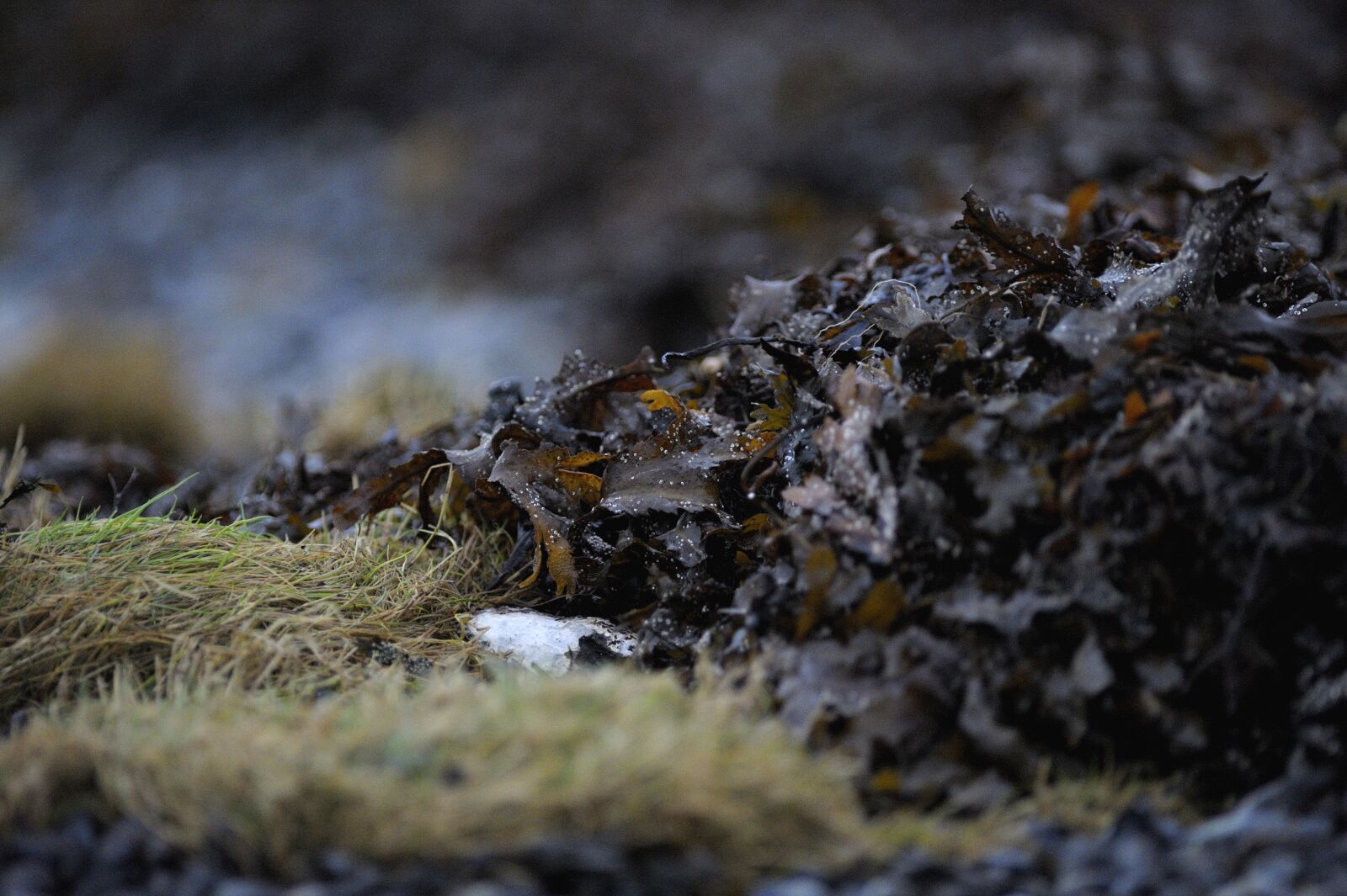 Nikon D3S sample photo. Tang, grass, beach photography