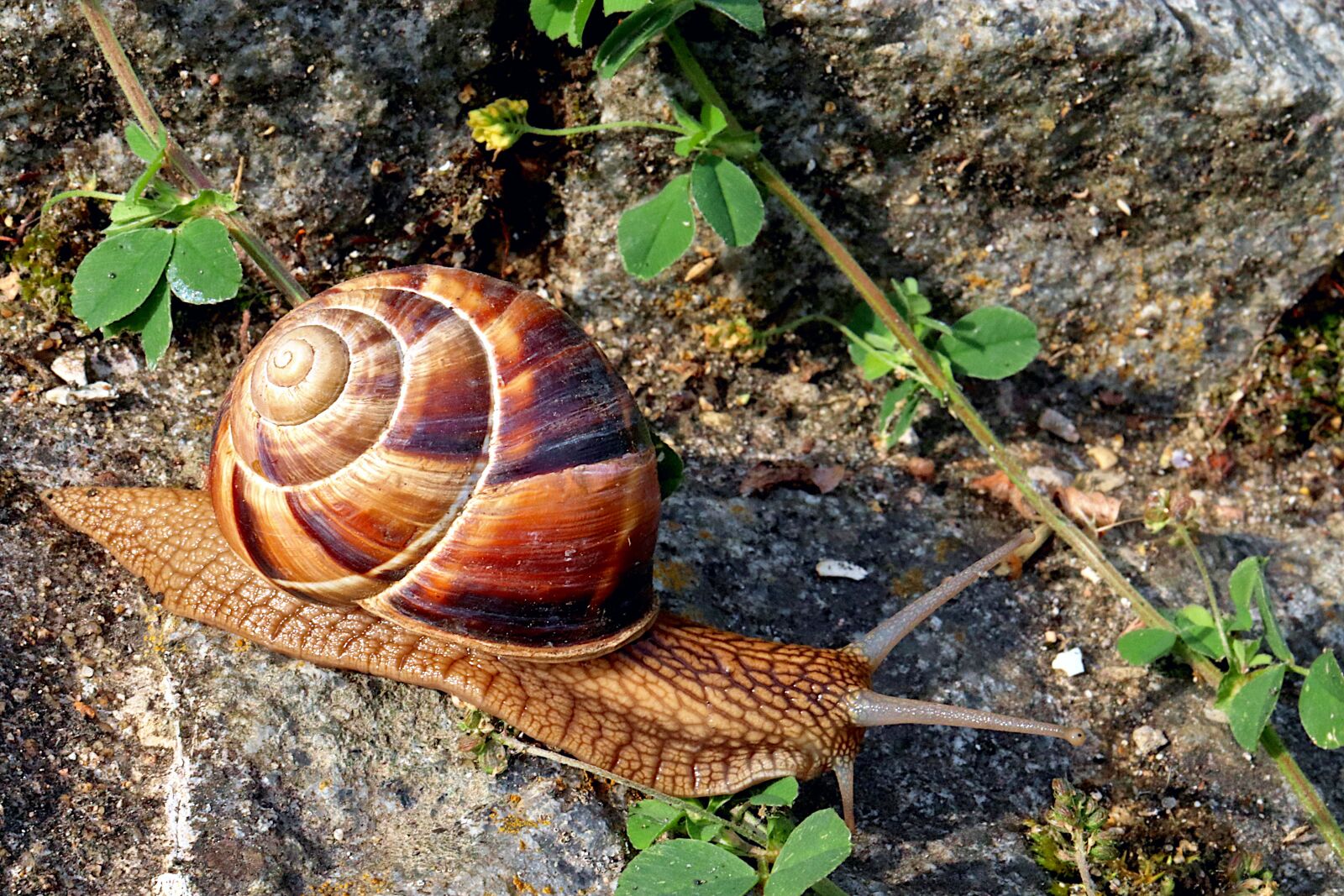 Canon EOS 800D (EOS Rebel T7i / EOS Kiss X9i) sample photo. Snail, gastropods, cold-blooded animals photography