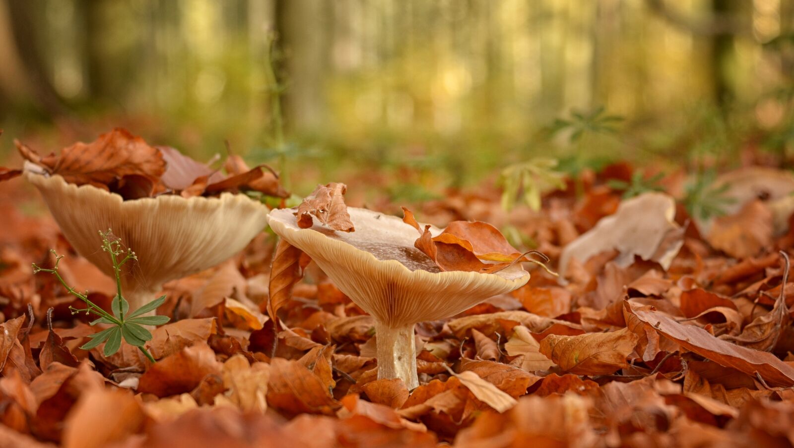 Nikon D5100 sample photo. Mushroom, autumn, nature photography