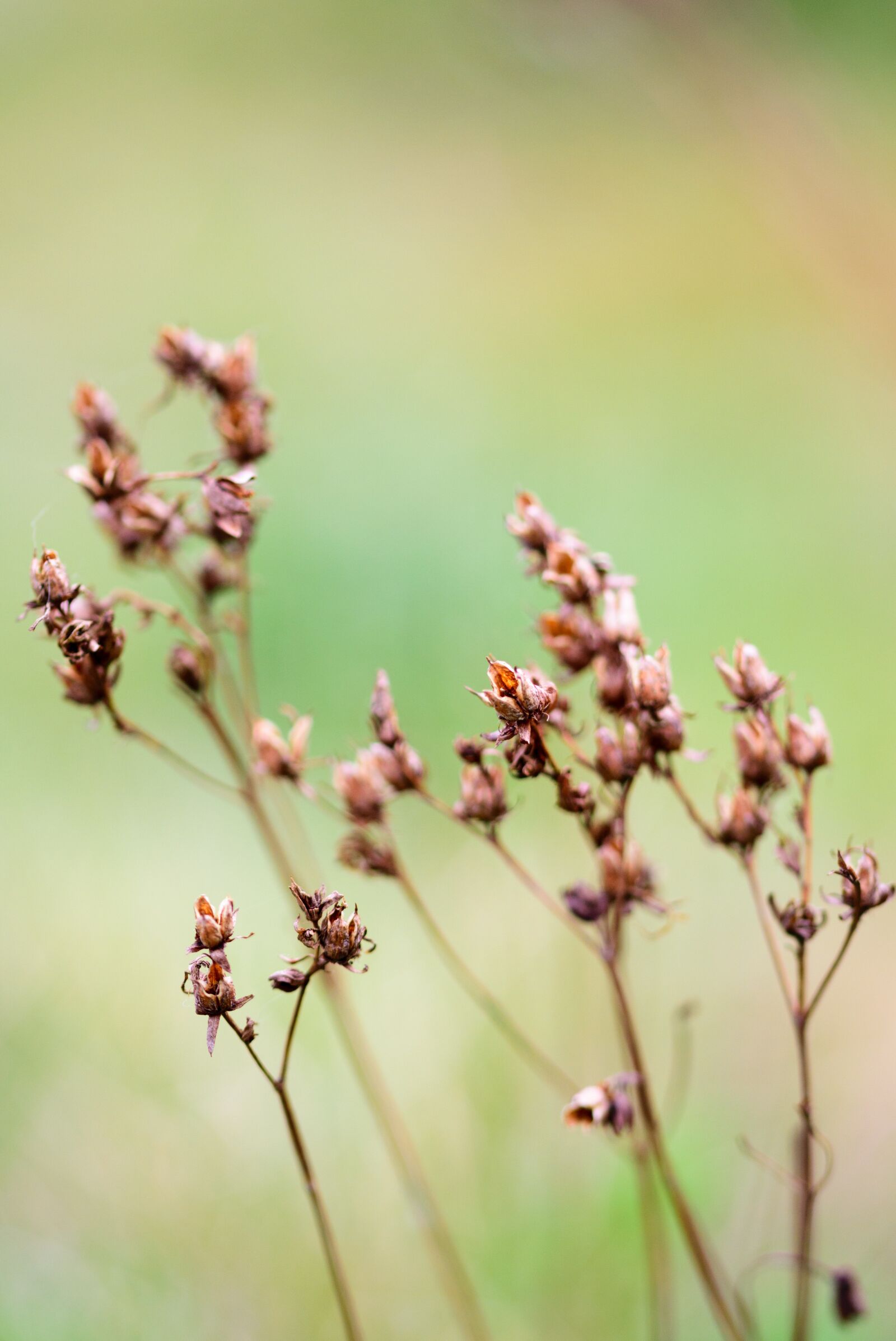 Nikon D5300 sample photo. Flower, nature, green photography