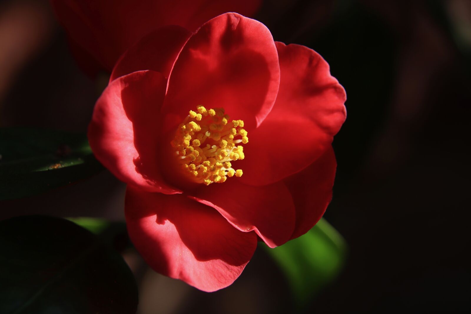 Canon EOS 800D (EOS Rebel T7i / EOS Kiss X9i) sample photo. Camellia, blossom, bloom photography