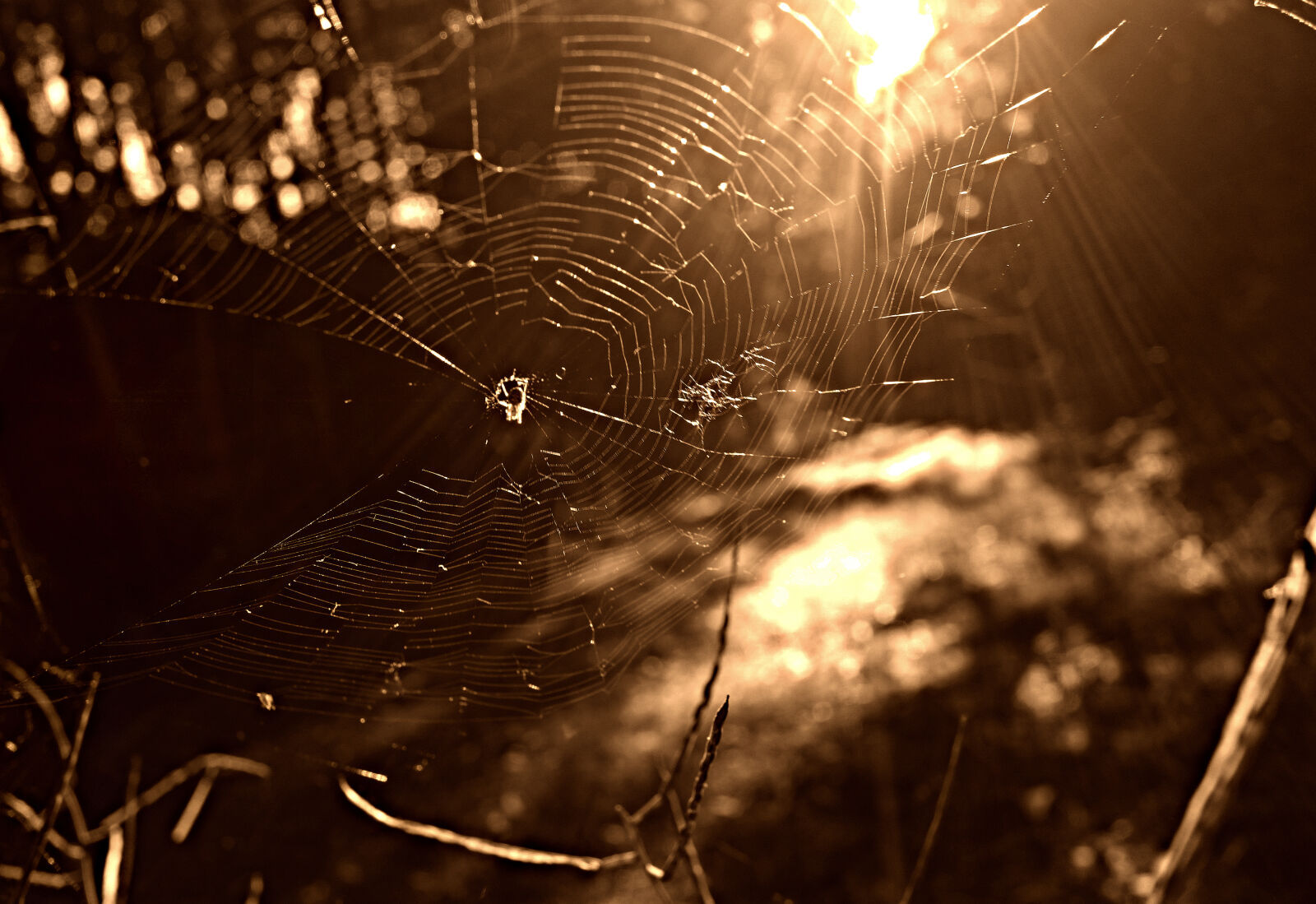 Sony Cyber-shot DSC-RX100 sample photo. Insect, net, pattern, spider photography