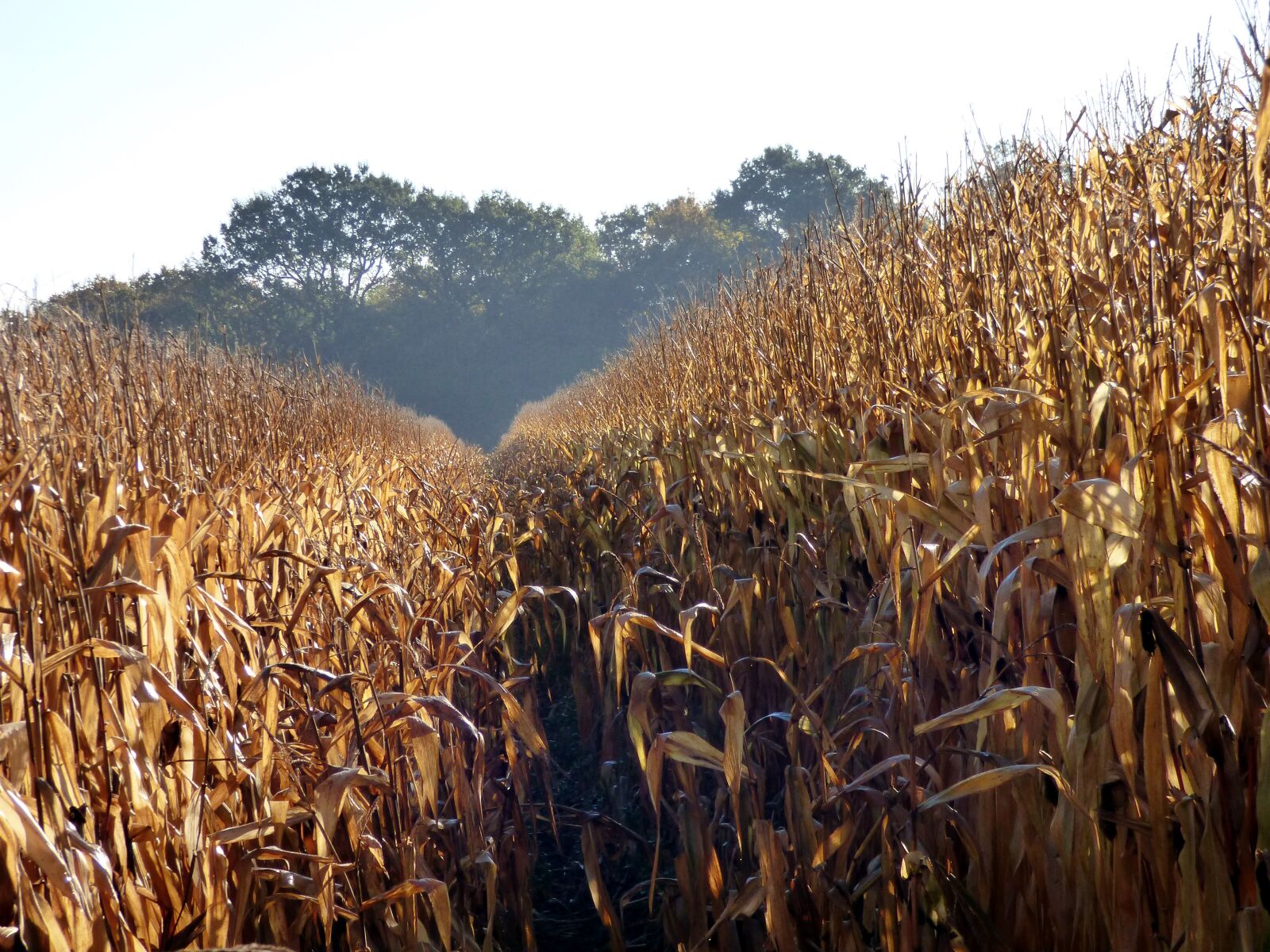 Panasonic DMC-FZ72 sample photo. Agriculture, corn, cereals photography