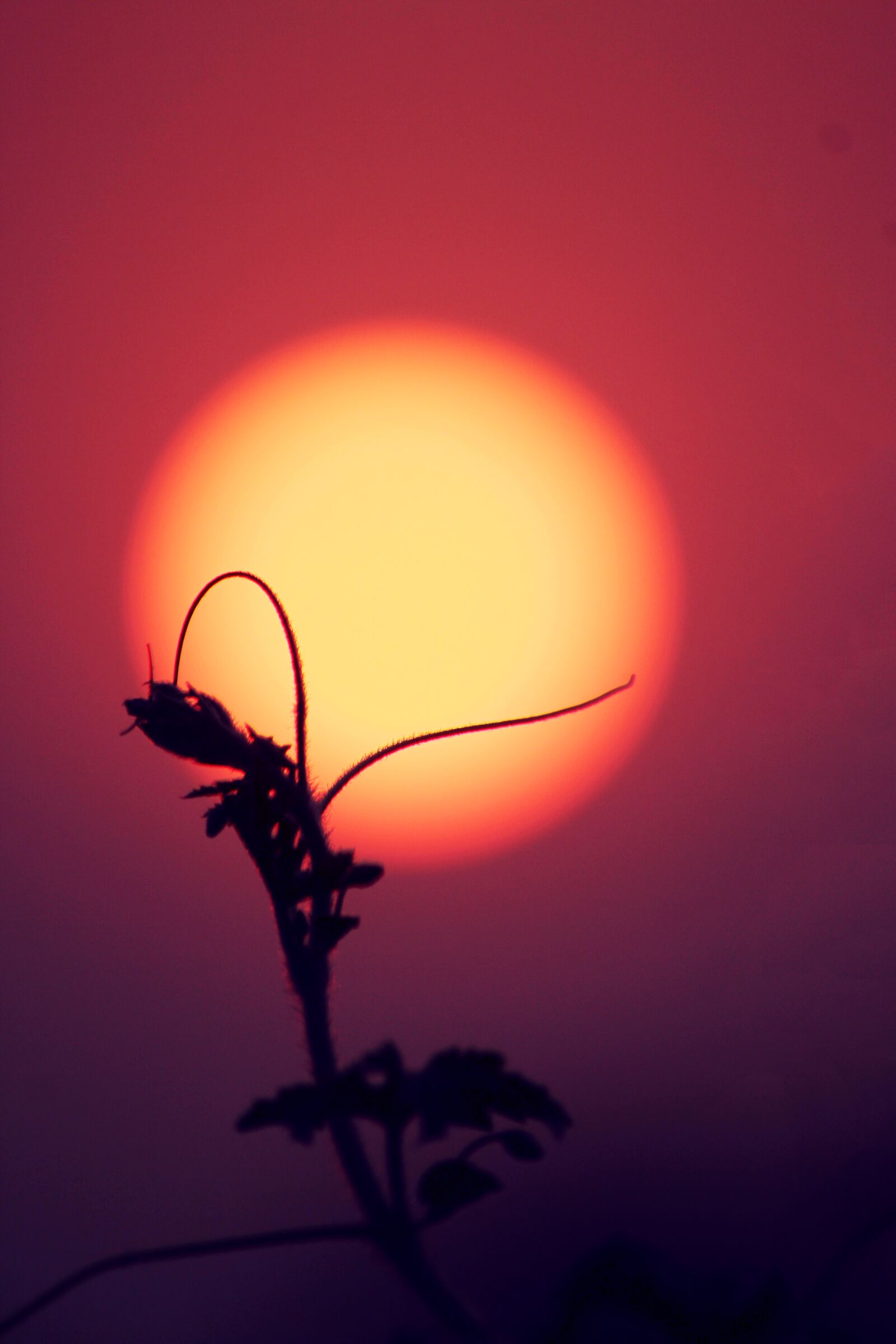 Canon EOS 700D (EOS Rebel T5i / EOS Kiss X7i) sample photo. Sun, sunset, nature photography