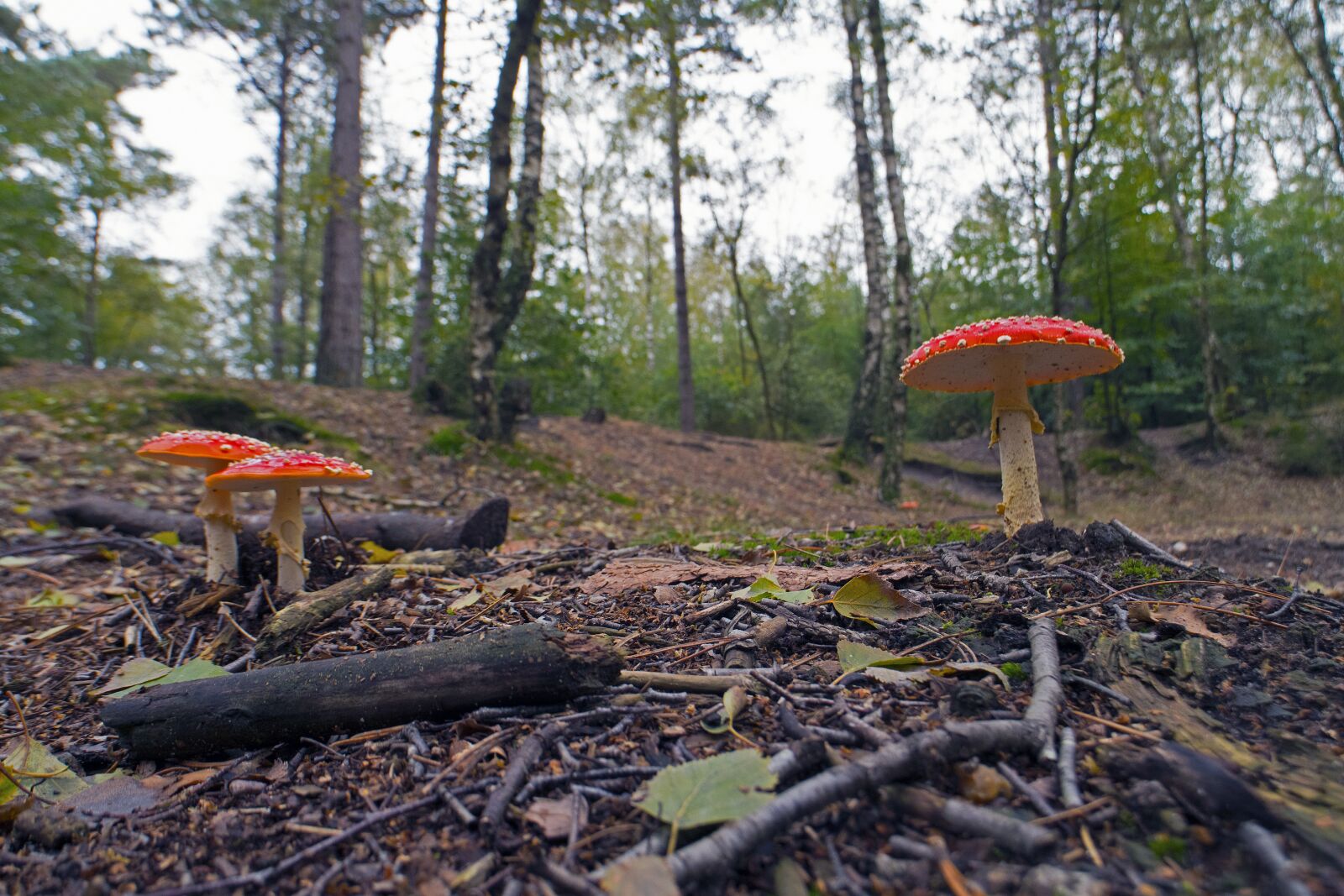 Nikon D500 sample photo. Matryoshka, mushrooms, forest photography