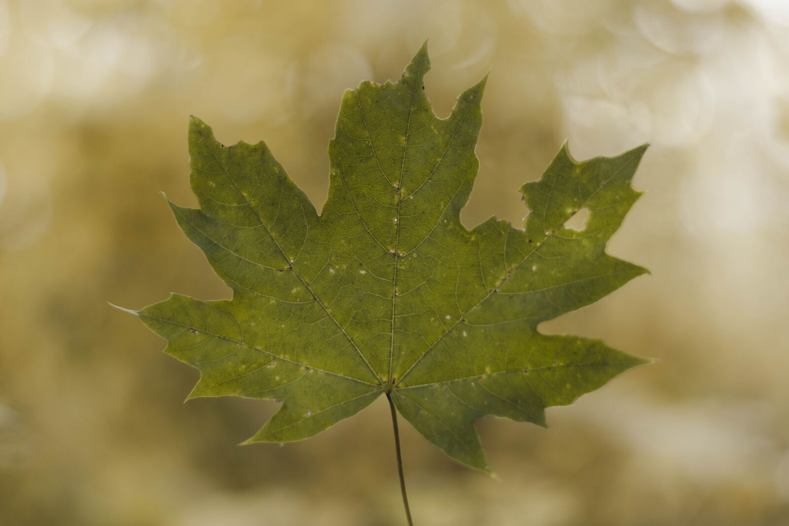 Nikon D5600 sample photo. Sheet, canada, autumn photography