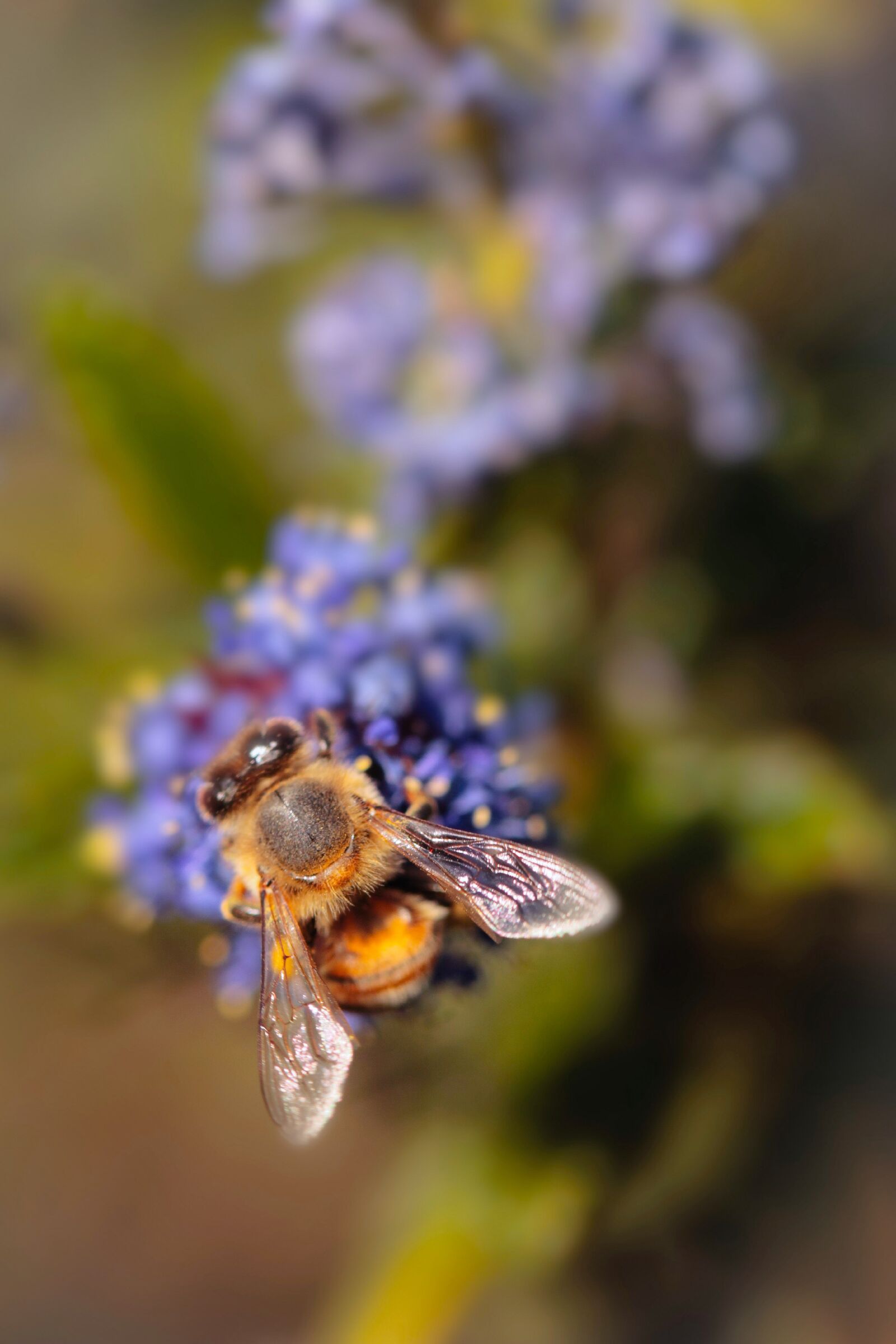 Canon EF 100mm F2.8L Macro IS USM sample photo. Bee, ceanothus concha, spring photography