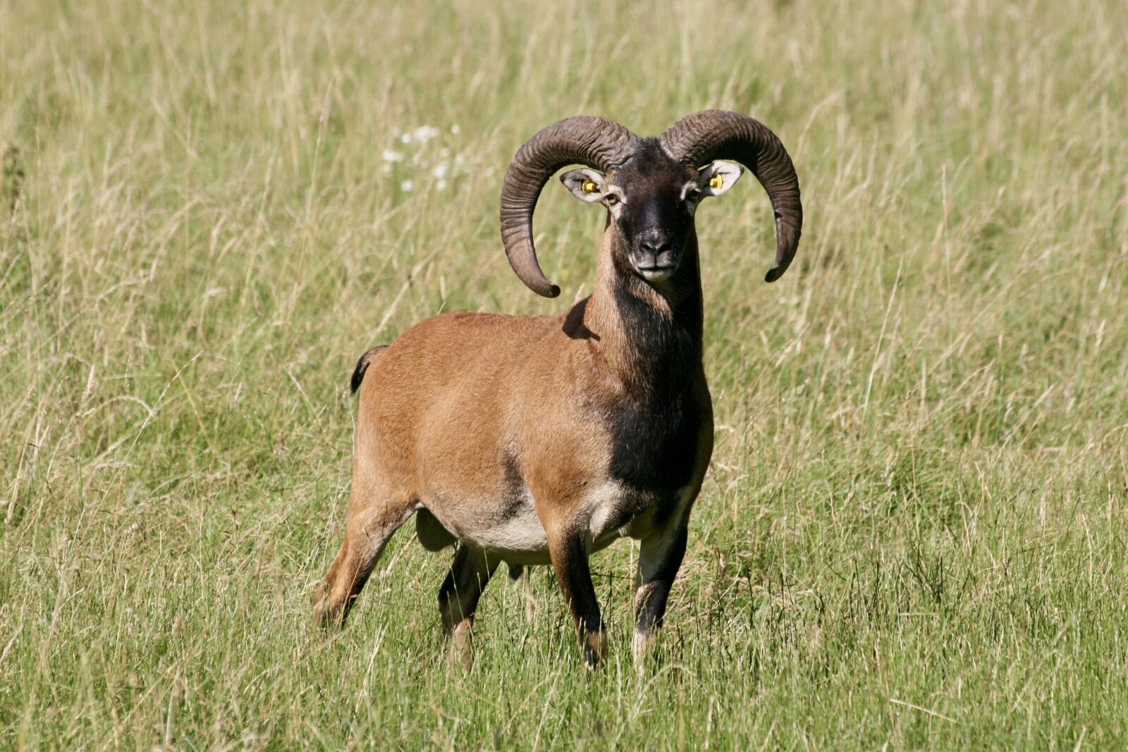 Canon EOS 400D (EOS Digital Rebel XTi / EOS Kiss Digital X) sample photo. Mouflon, game, mufflon photography