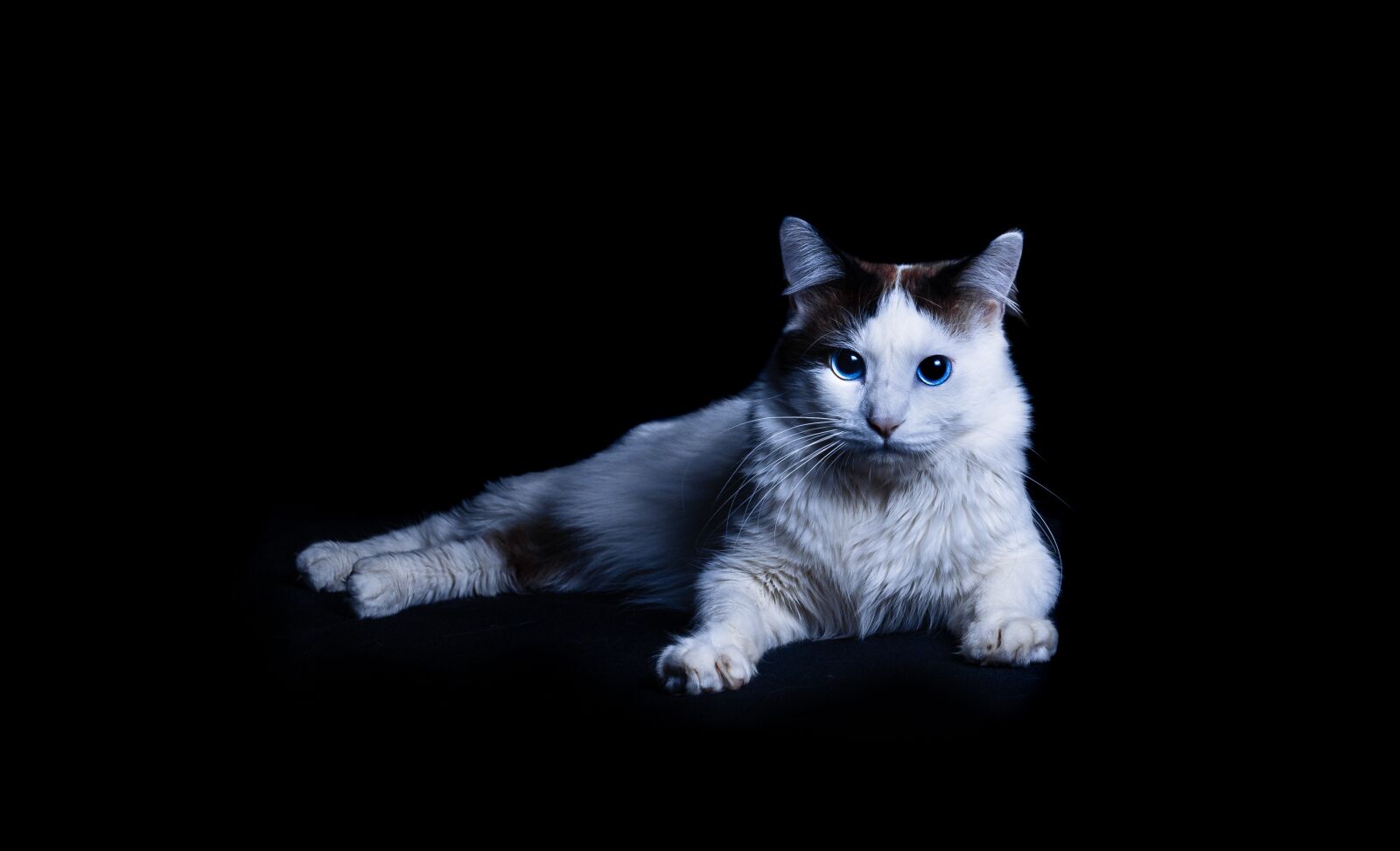 Canon EOS 6D Mark II sample photo. Cat, low key, dark photography