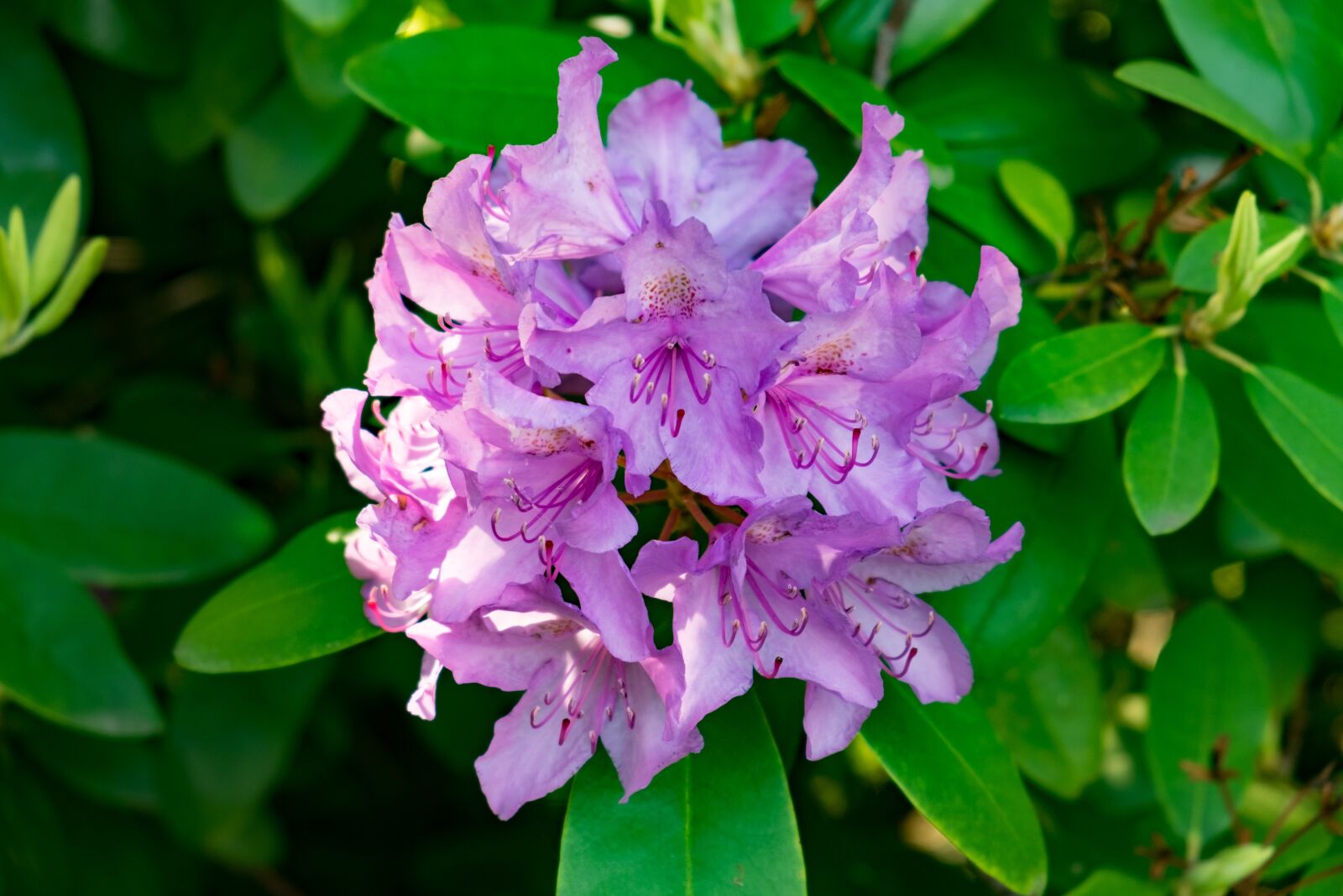 Fujifilm X-T10 sample photo. Flower, azalea, rhododendron photography