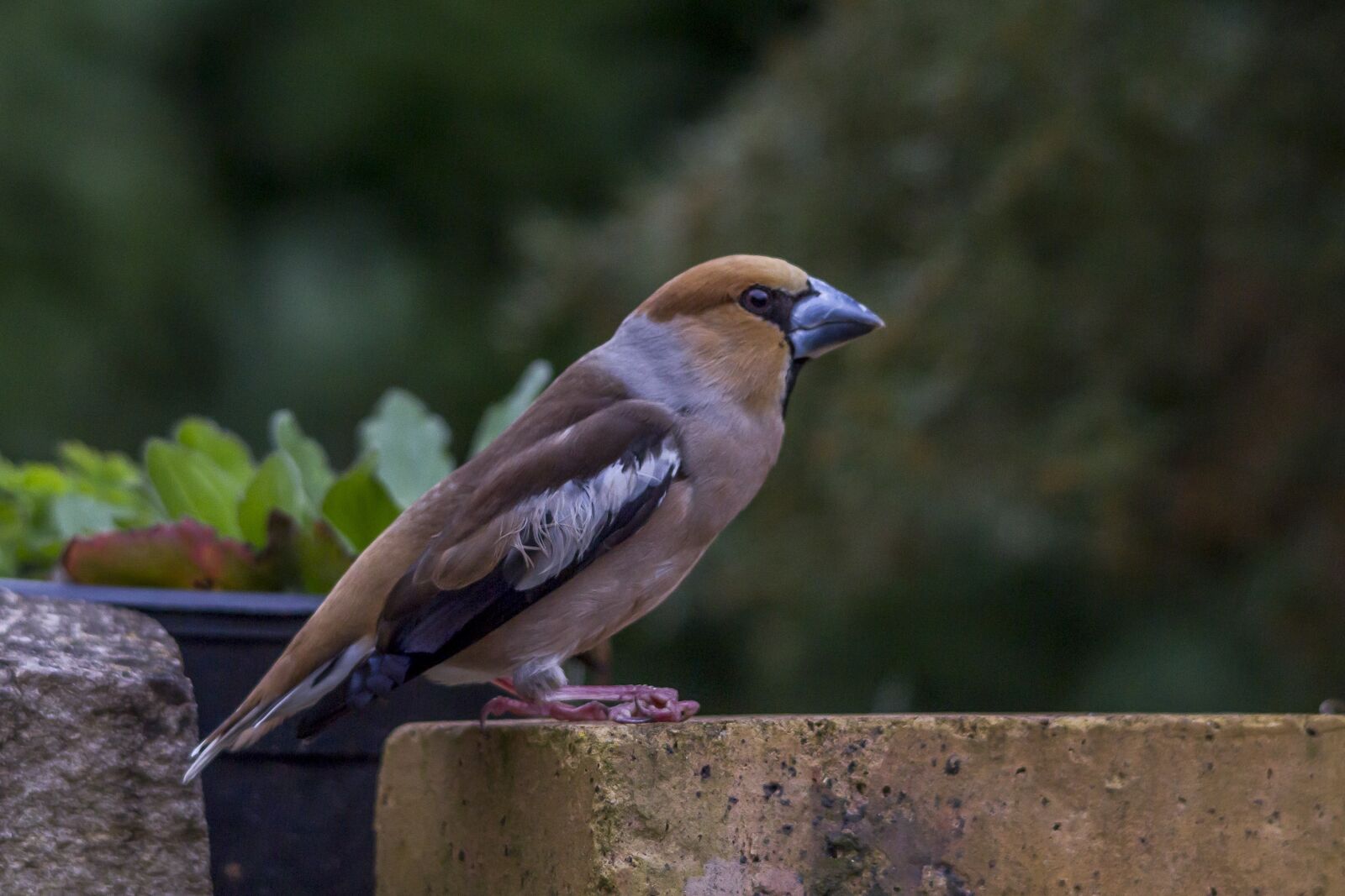 Canon EOS 60D sample photo. Nature, birds, finch photography