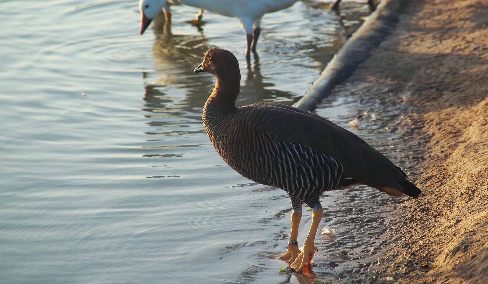 Canon EOS 60D sample photo. Bird, water, wildlife photography