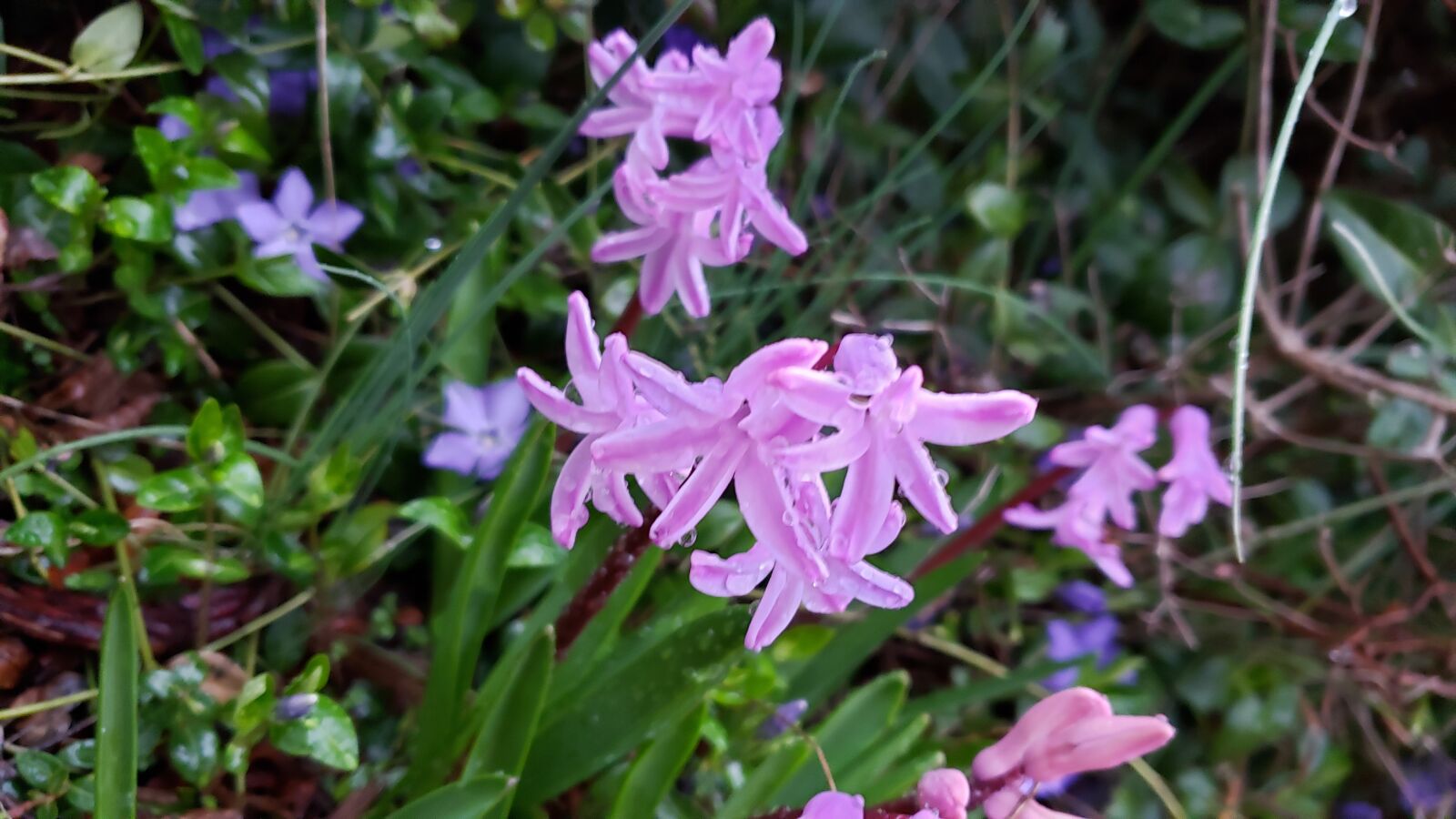 Samsung Galaxy Note9 sample photo. Spring, flower, plant photography