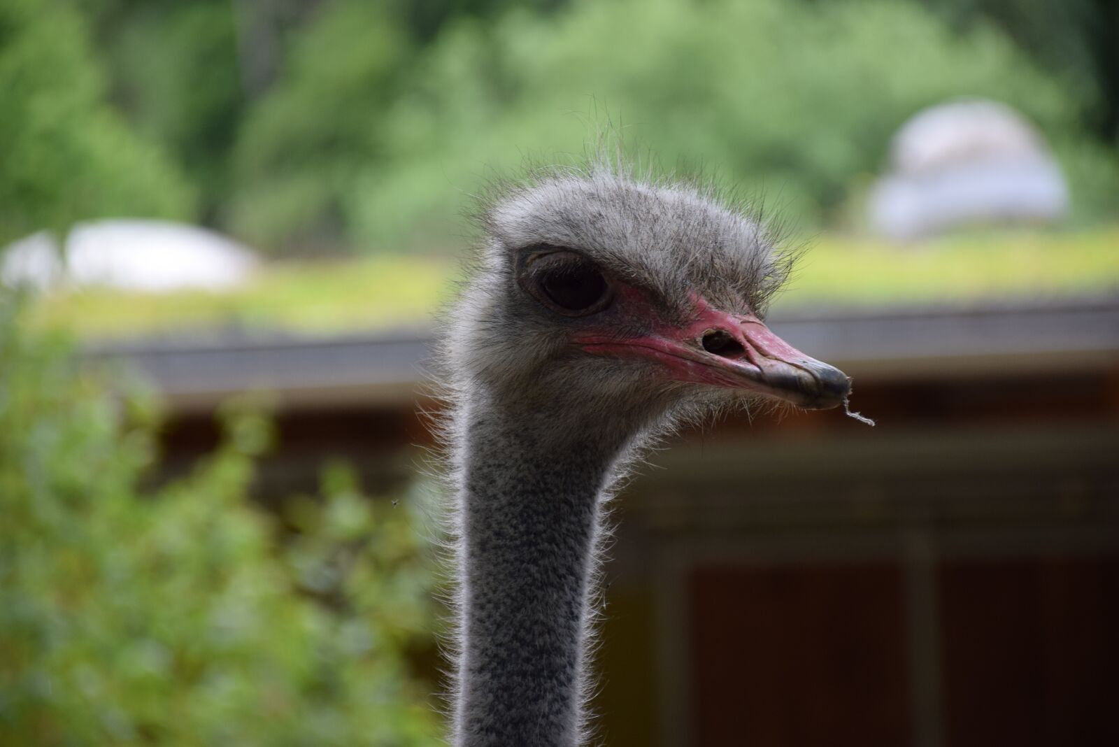 Nikon D5300 sample photo. Bird, bouquet, flightless bird photography