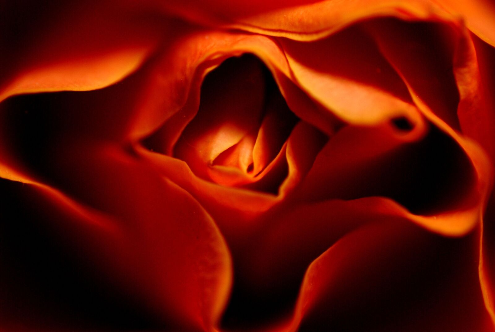 Nikon D200 sample photo. Flower, rose, orange photography