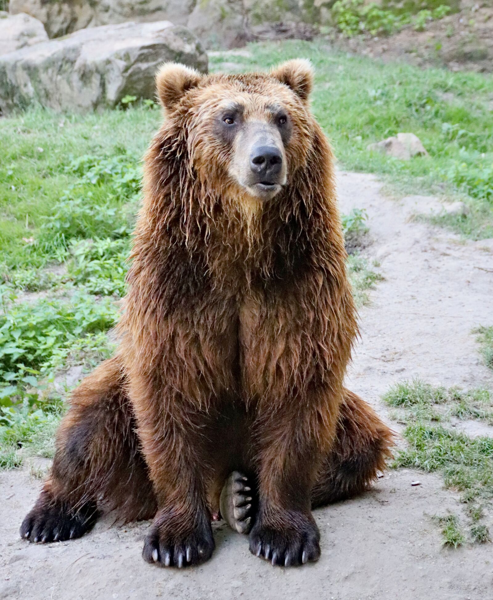 Canon EOS 77D (EOS 9000D / EOS 770D) sample photo. Bear, brown, kamchatka photography