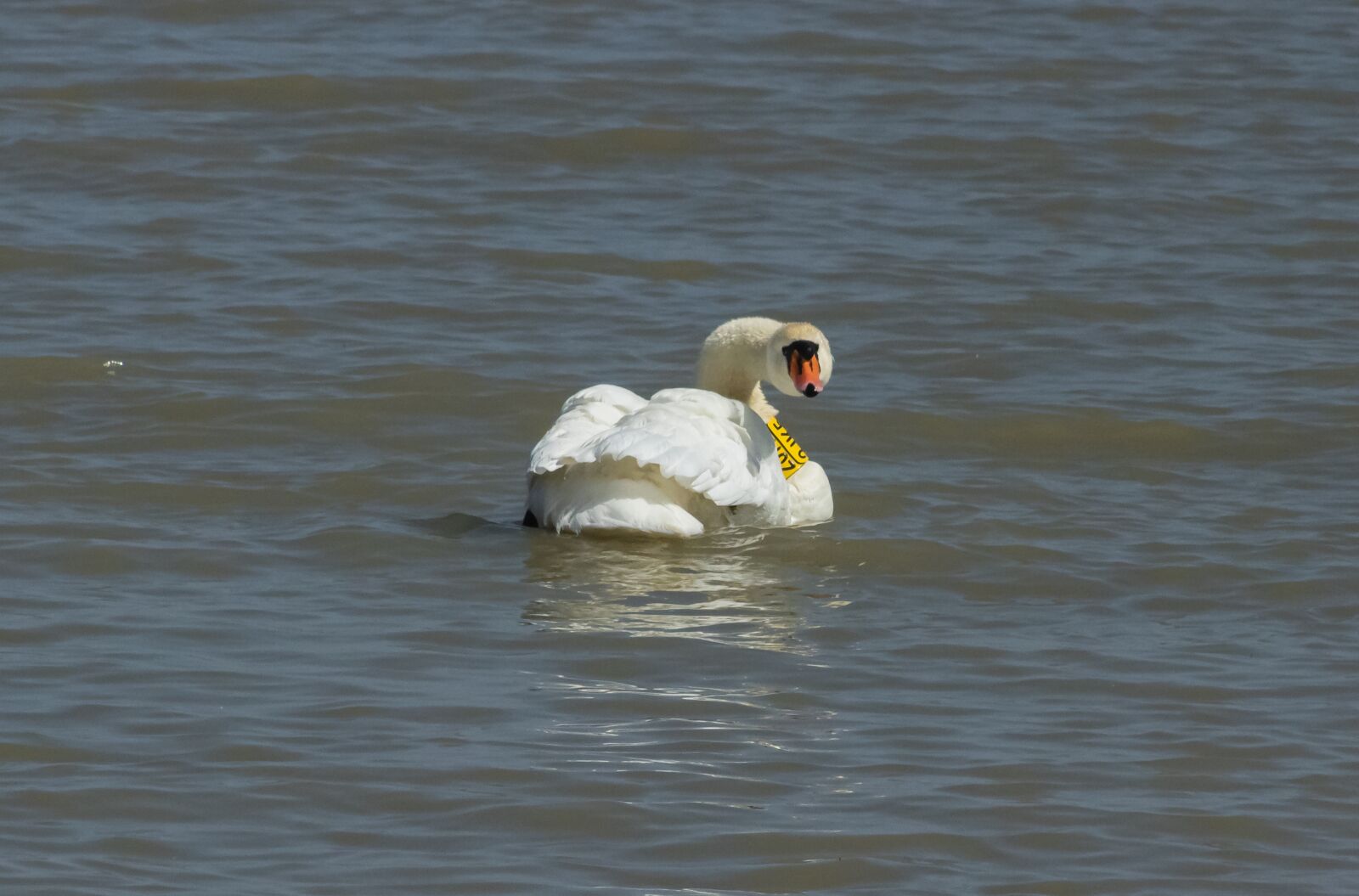 Canon EF75-300mm f/4-5.6 sample photo. Swan, bird, swim photography
