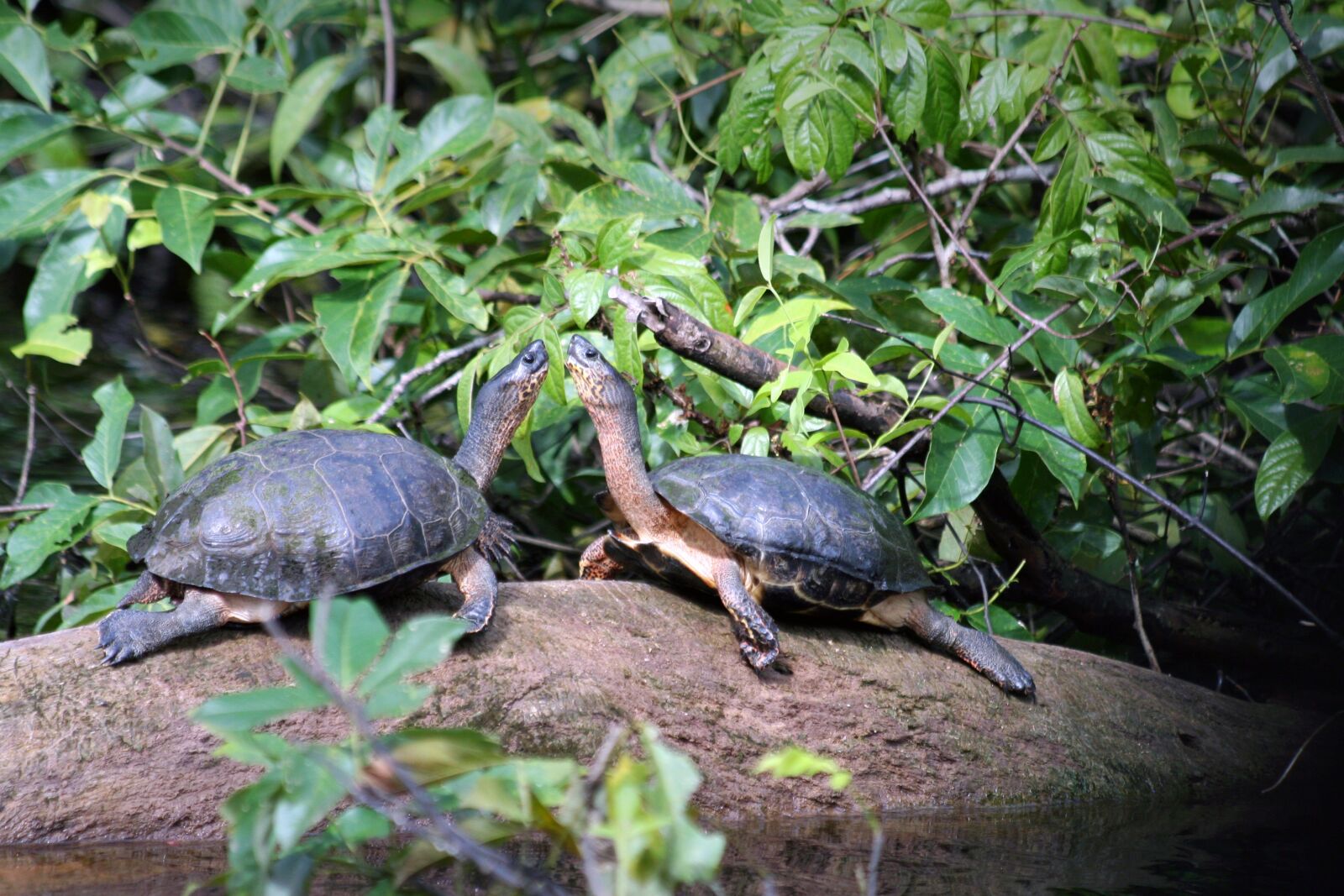 Canon EOS 350D (EOS Digital Rebel XT / EOS Kiss Digital N) sample photo. Animals, costa rica, tortuguero photography