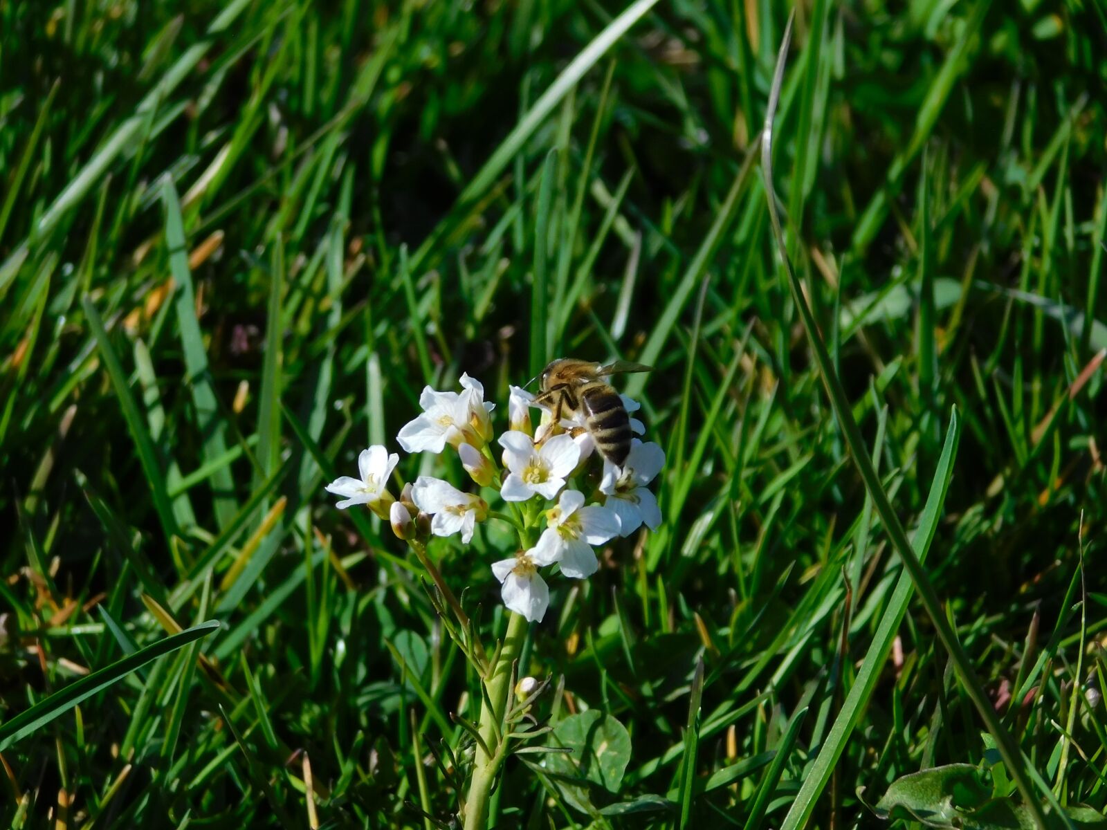 Nikon Coolpix B500 sample photo. Spring, bees, flowers photography