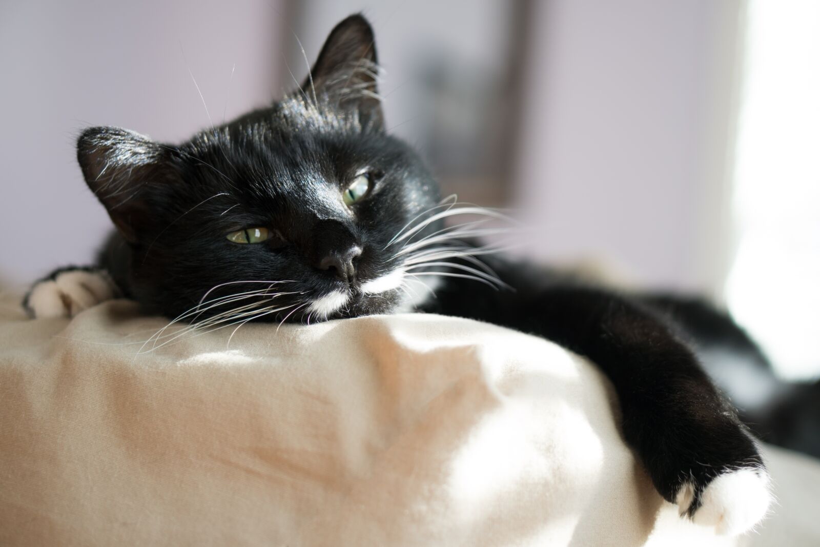 Sony a6300 + E 50mm F1.8 OSS sample photo. Cat, bed, cozy photography