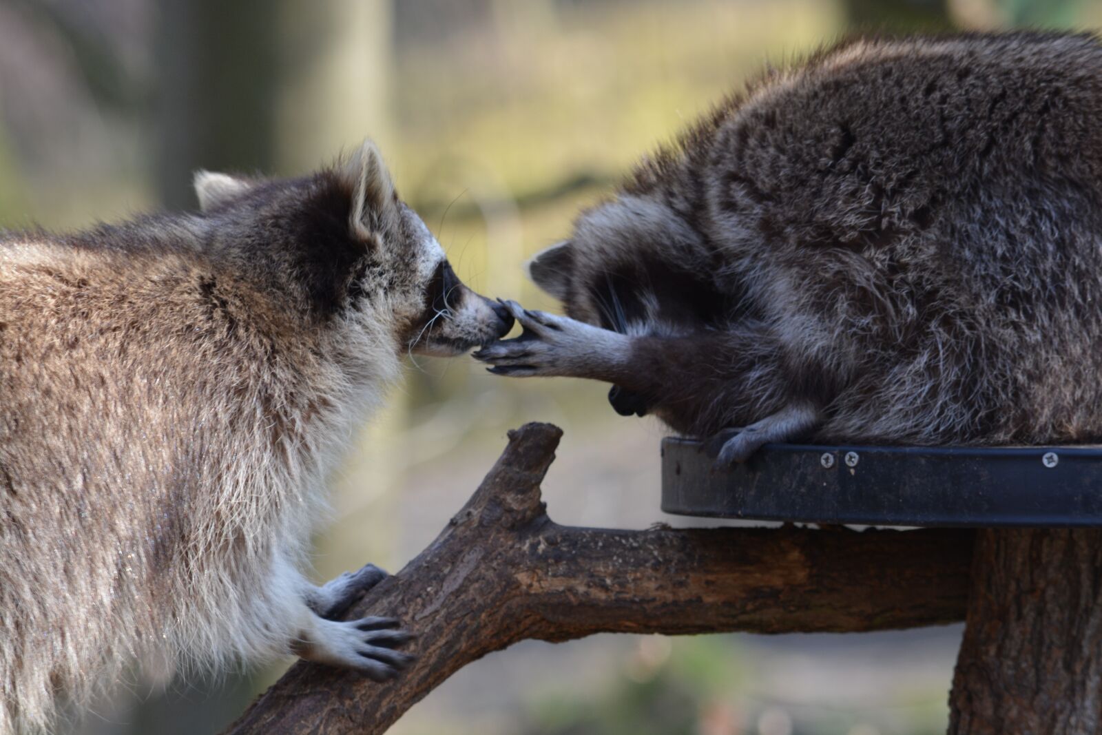 Nikon D5200 sample photo. Mammal, animal world, nature photography