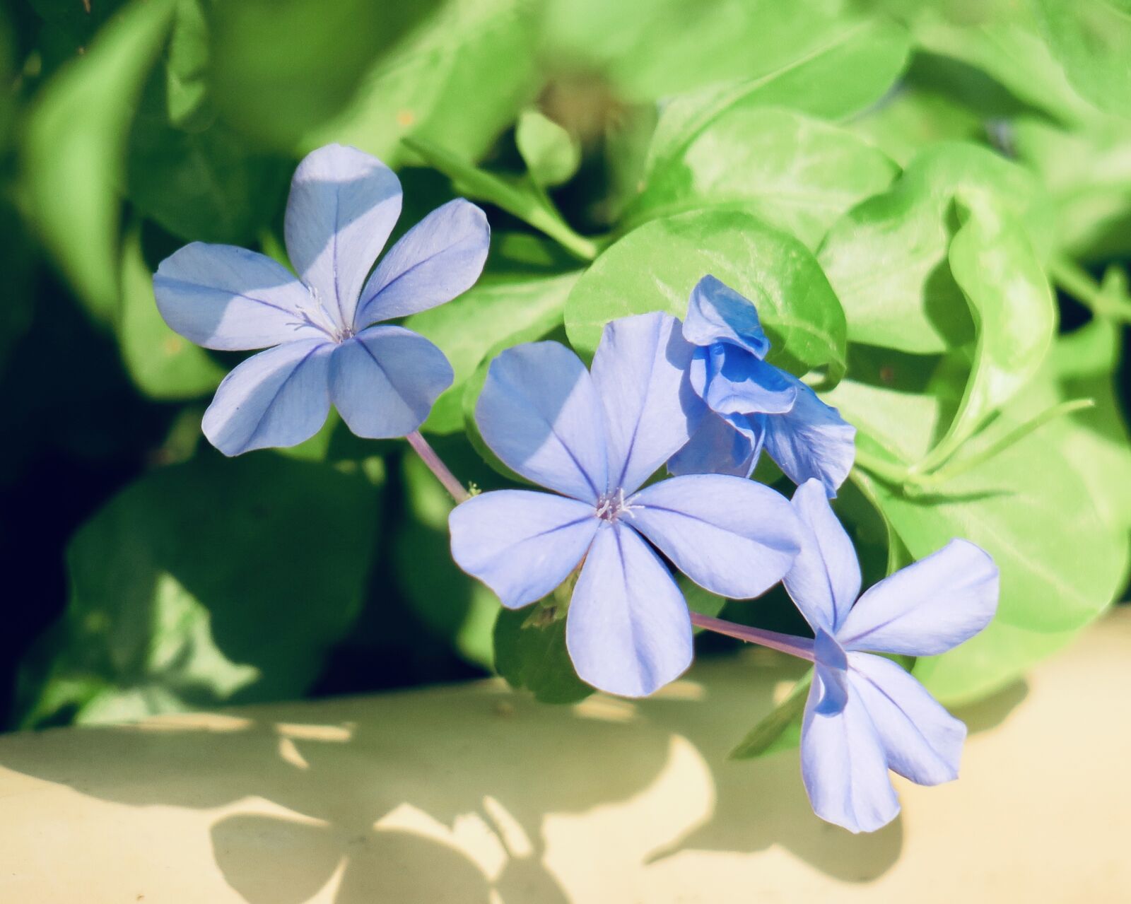 Canon PowerShot G3 X sample photo. Blue flower dan, flower photography