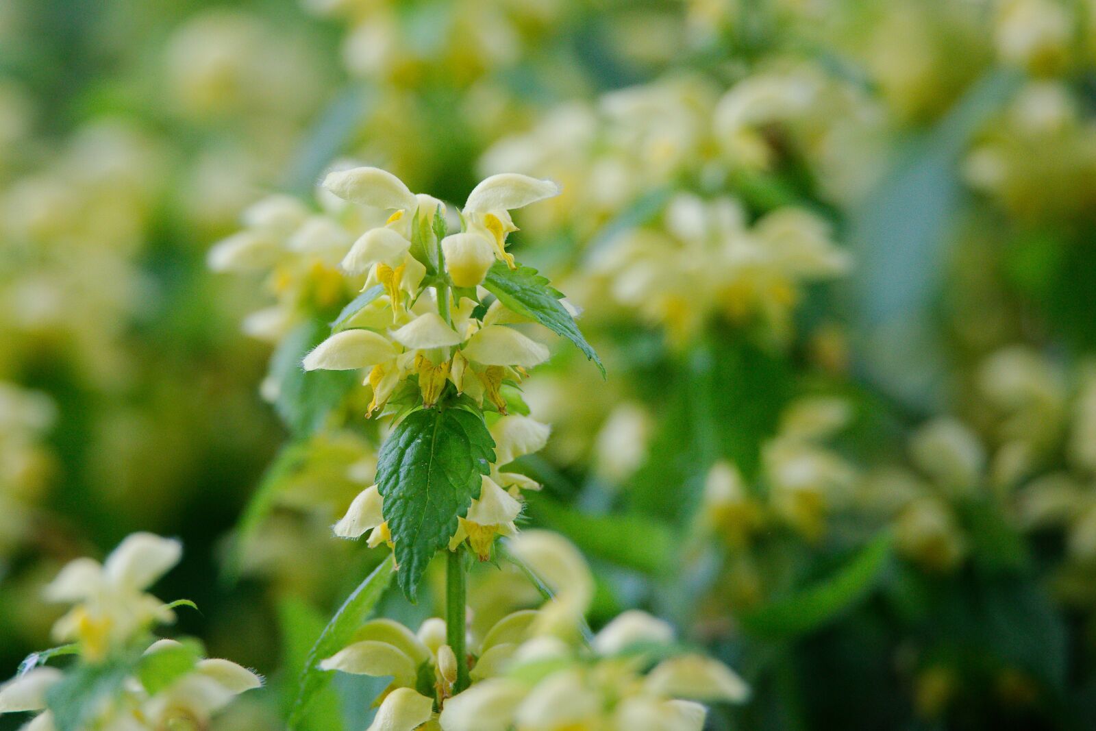 Canon EOS 6D sample photo. Nature, flower, plant photography