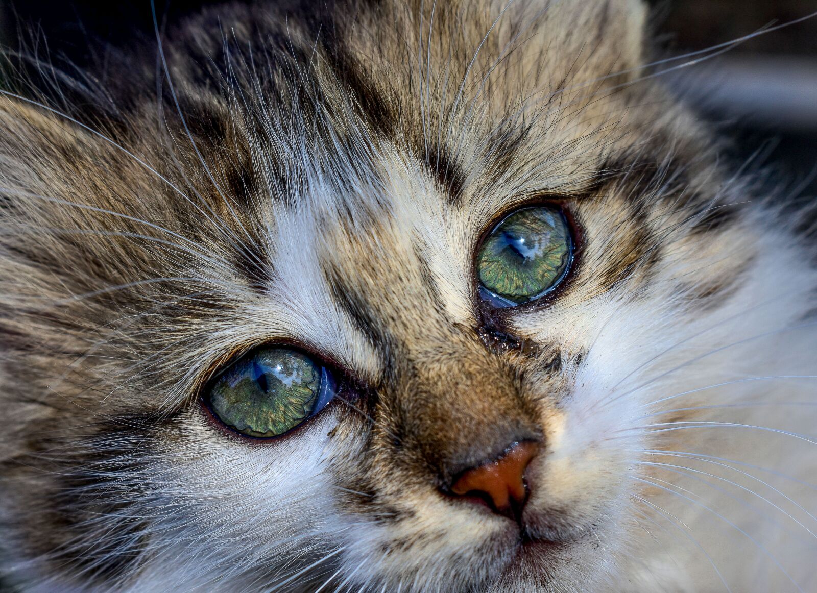 Nikon D3400 sample photo. Cat, gato, pet photography