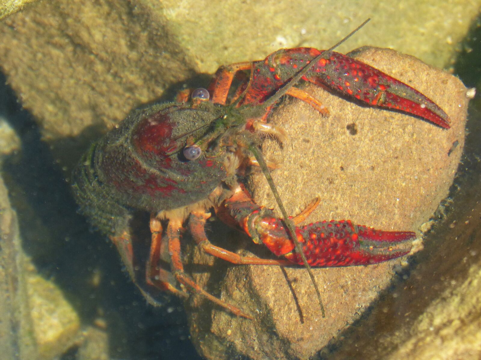 Panasonic DMC-FZ62 sample photo. American crab, crayfish, rocks photography