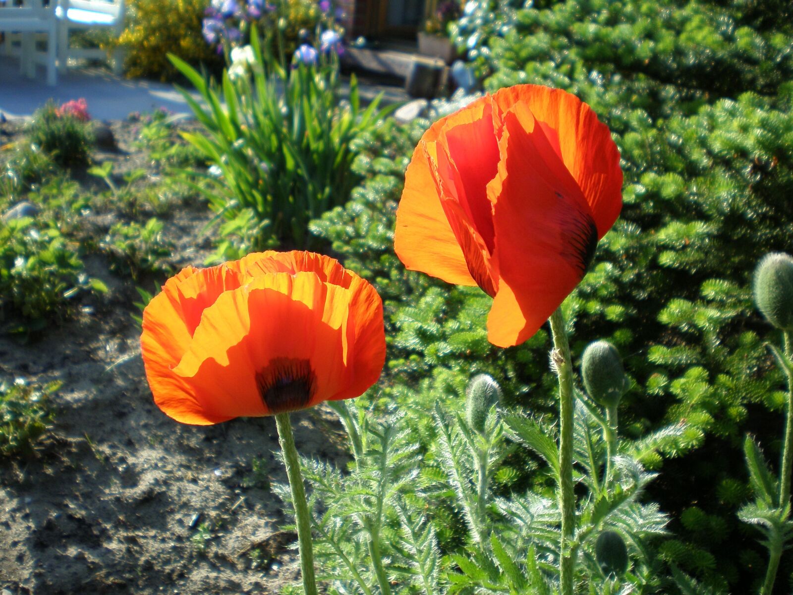 Olympus FE190/X750 sample photo. Klatschmohn, poppy, red photography