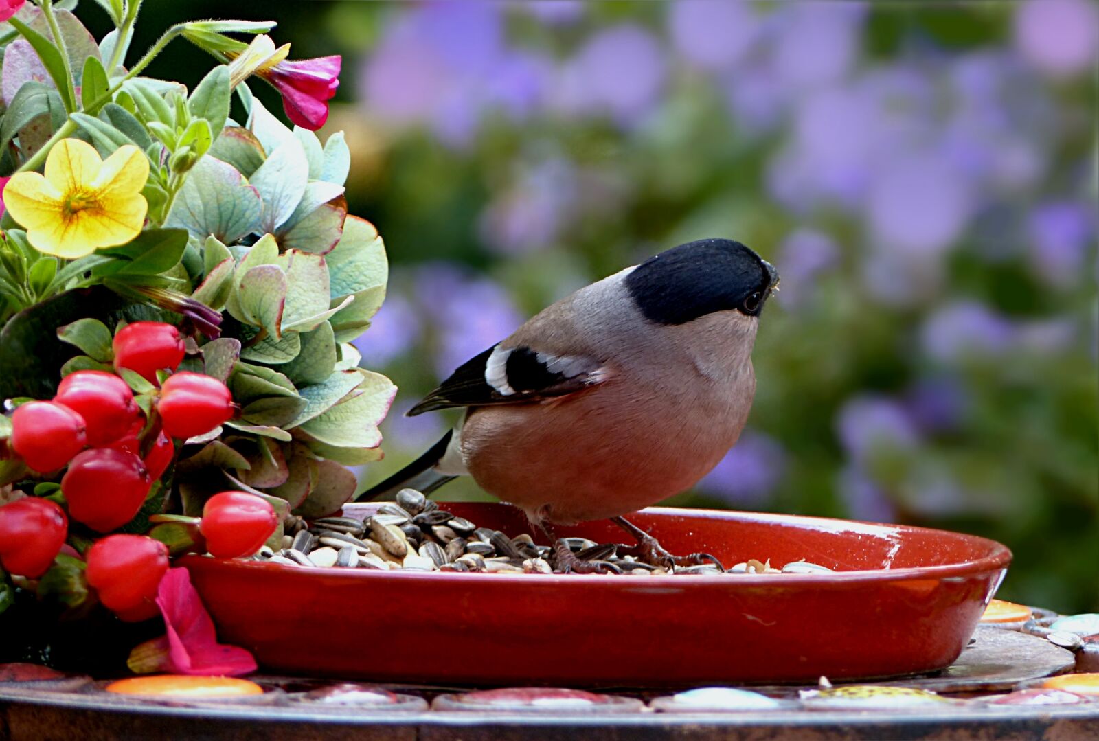 Panasonic Lumix DMC-FZ200 sample photo. Animal, bird, bullfinch photography