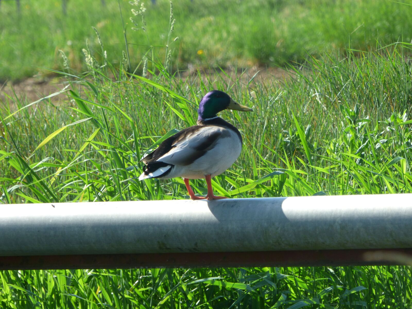 Panasonic DMC-FZ72 sample photo. Duck, mallard, plumage photography