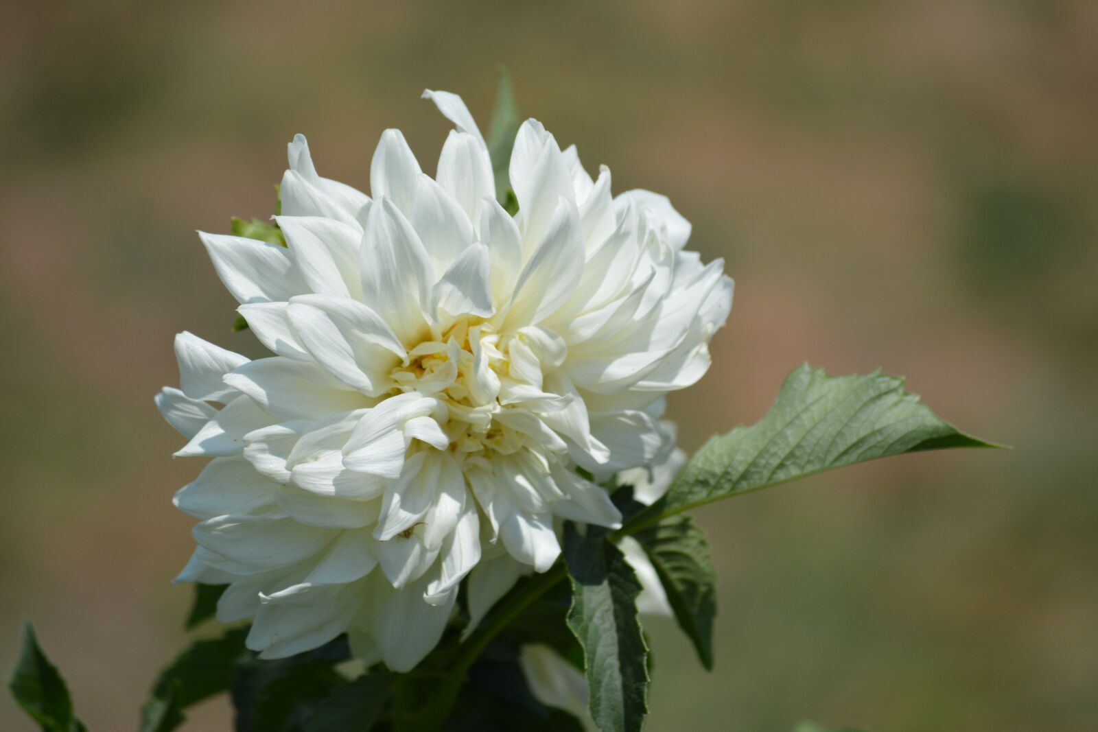 Nikon D5200 sample photo. White flower, flower, leaf photography