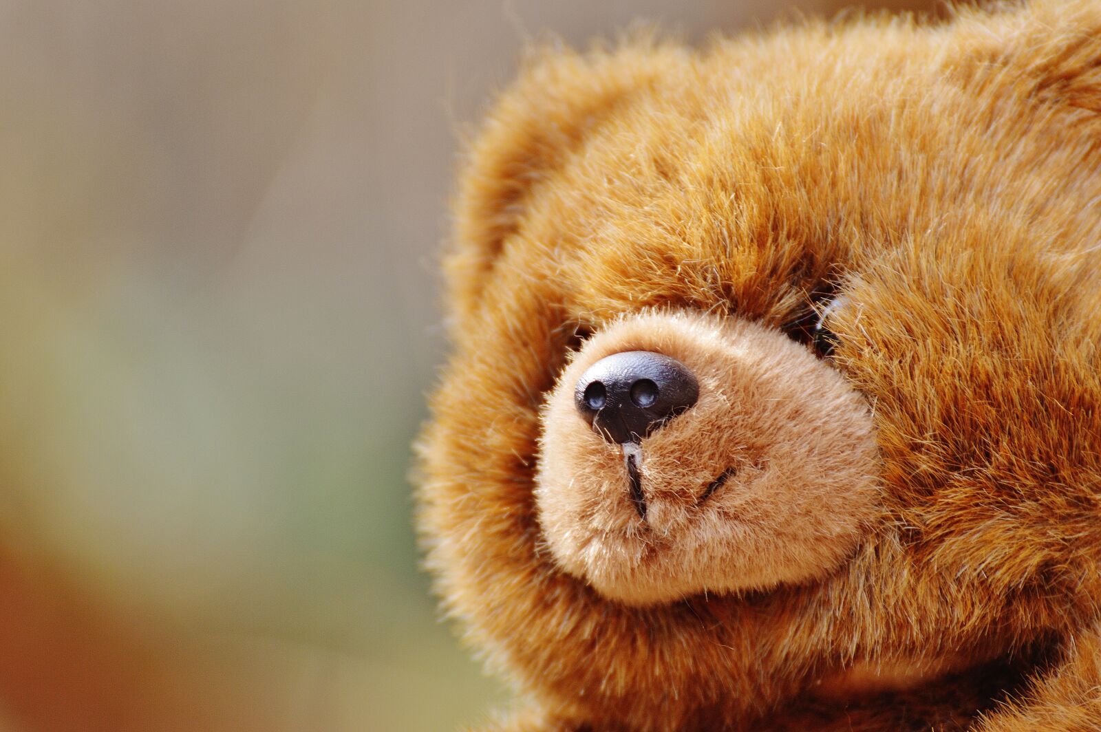 Nikon D3200 sample photo. Bear, teddy, soft toy photography