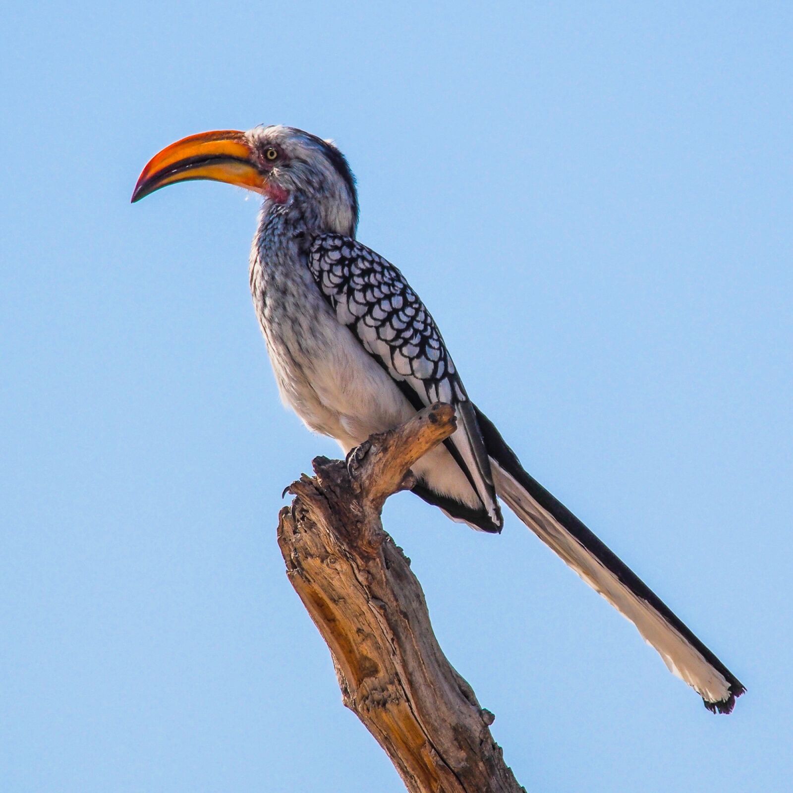 Olympus OM-D E-M5 + Olympus M.Zuiko Digital ED 75-300mm F4.8-6.7 sample photo. Toucan, namibia, etosha photography