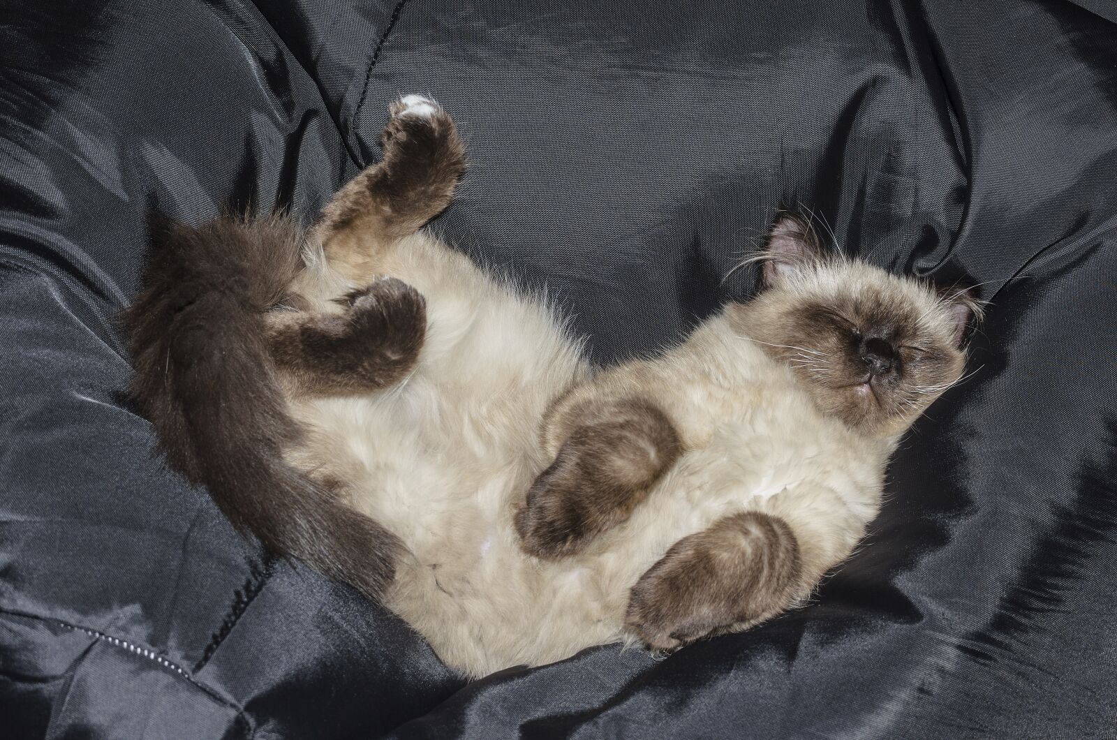 Nikon D5100 sample photo. Cat, kitten, pets photography