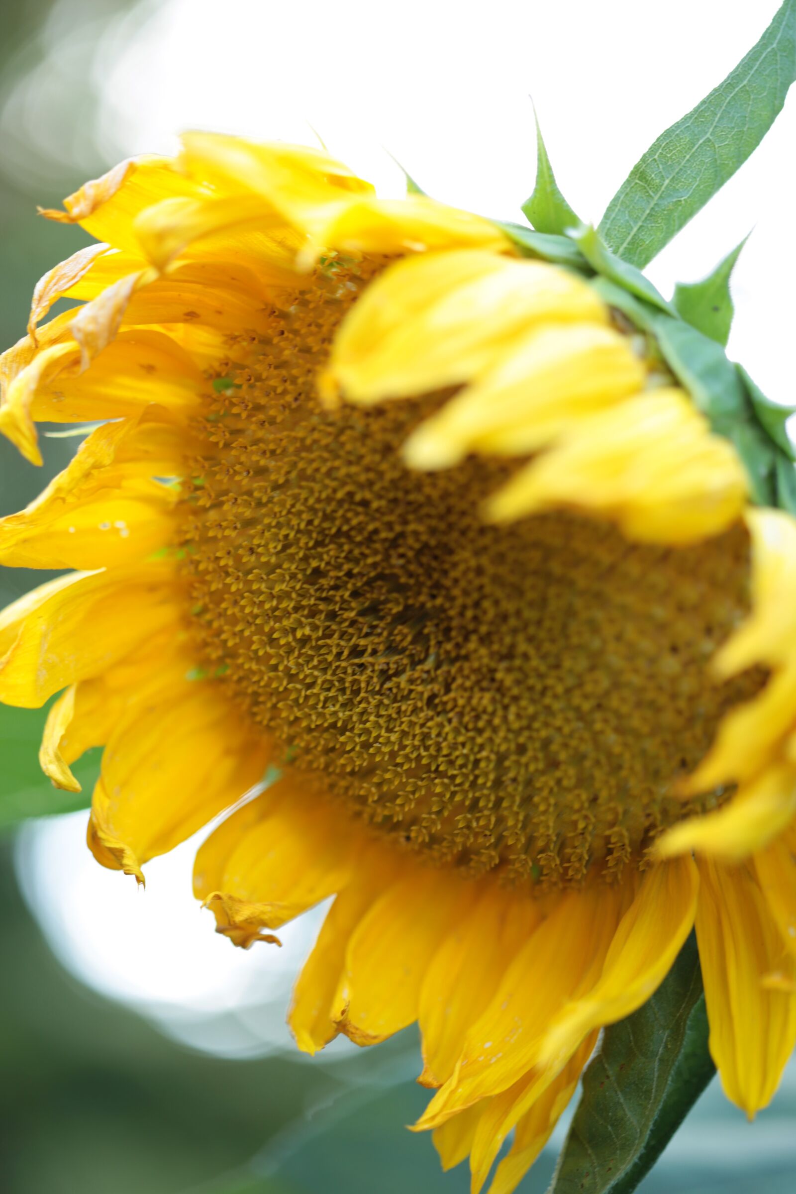 Canon EOS 6D + Canon EF 100mm F2.8 Macro USM sample photo. Sunflower, flower, yellow photography
