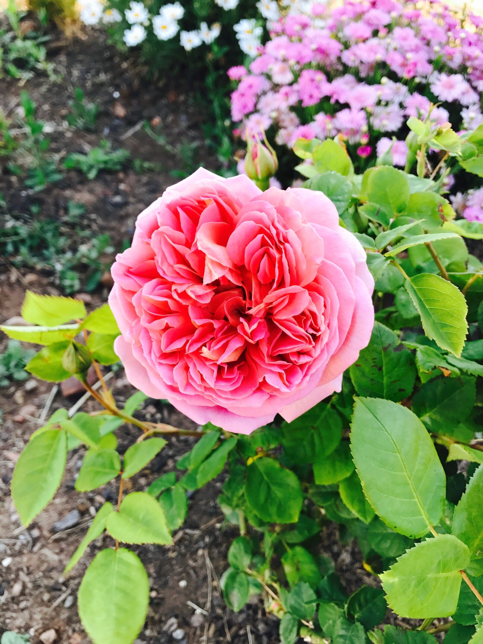 Apple iPhone 7 sample photo. Flower, flora, garden photography