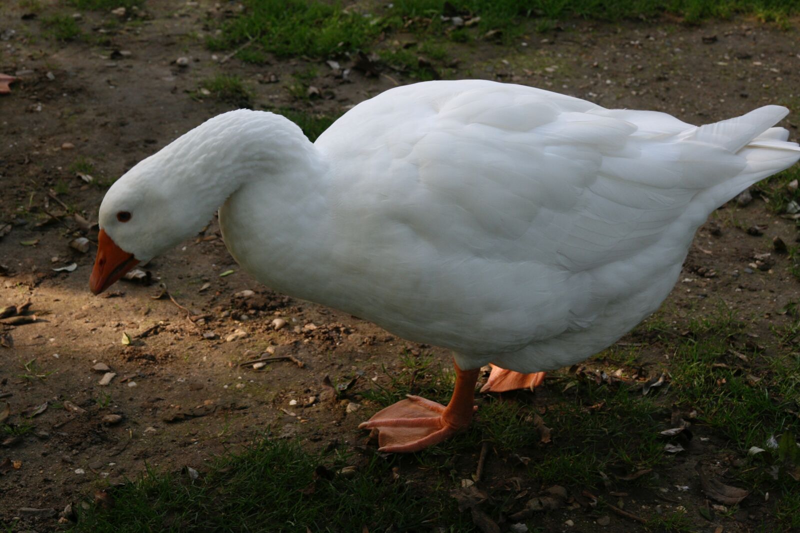 Canon EOS 400D (EOS Digital Rebel XTi / EOS Kiss Digital X) sample photo. Goose, domestic goose, white photography